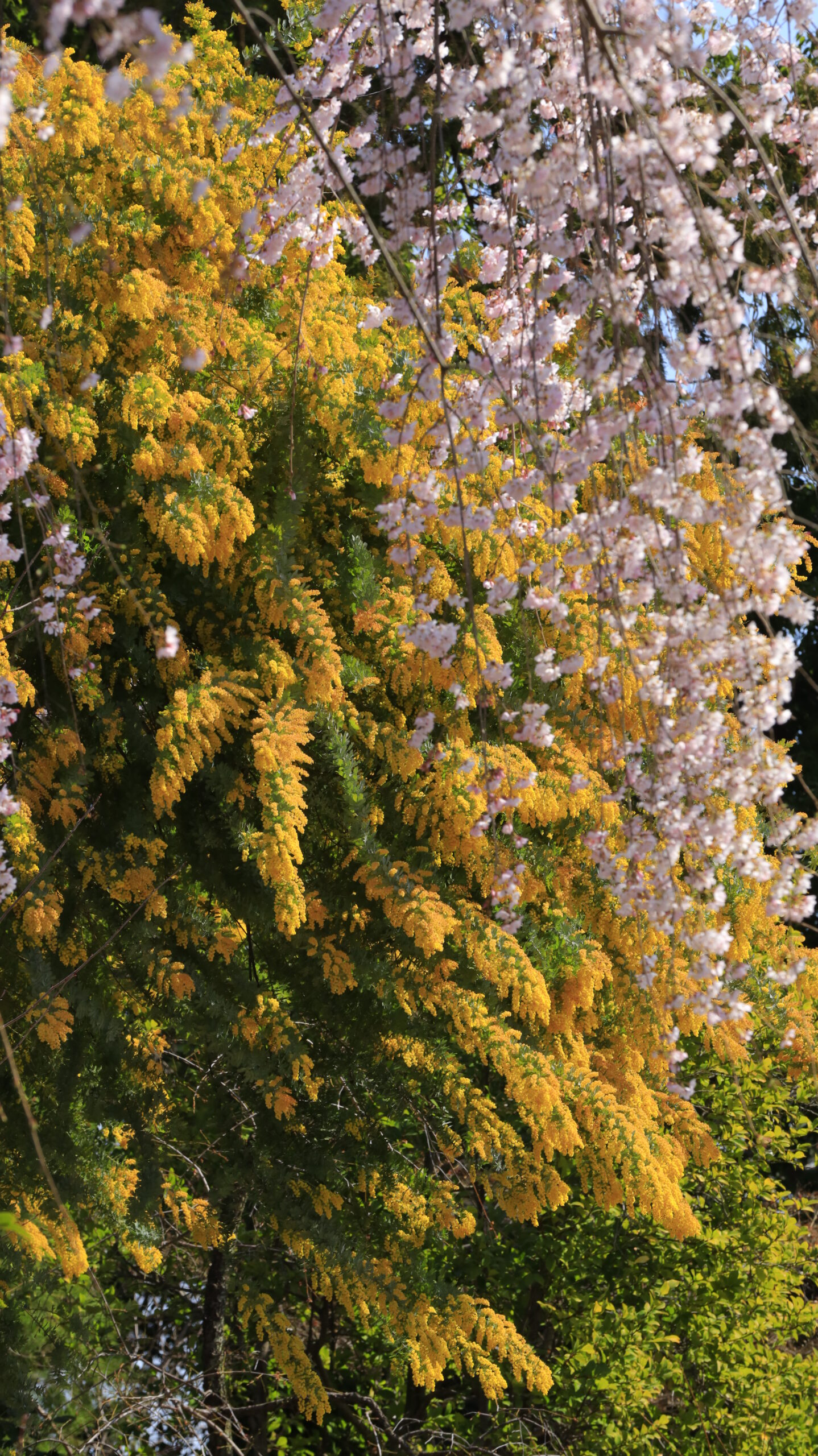 In the middle temple, the mimosa is in focus and the weeping cherry tree in the background is blurred to create depth.