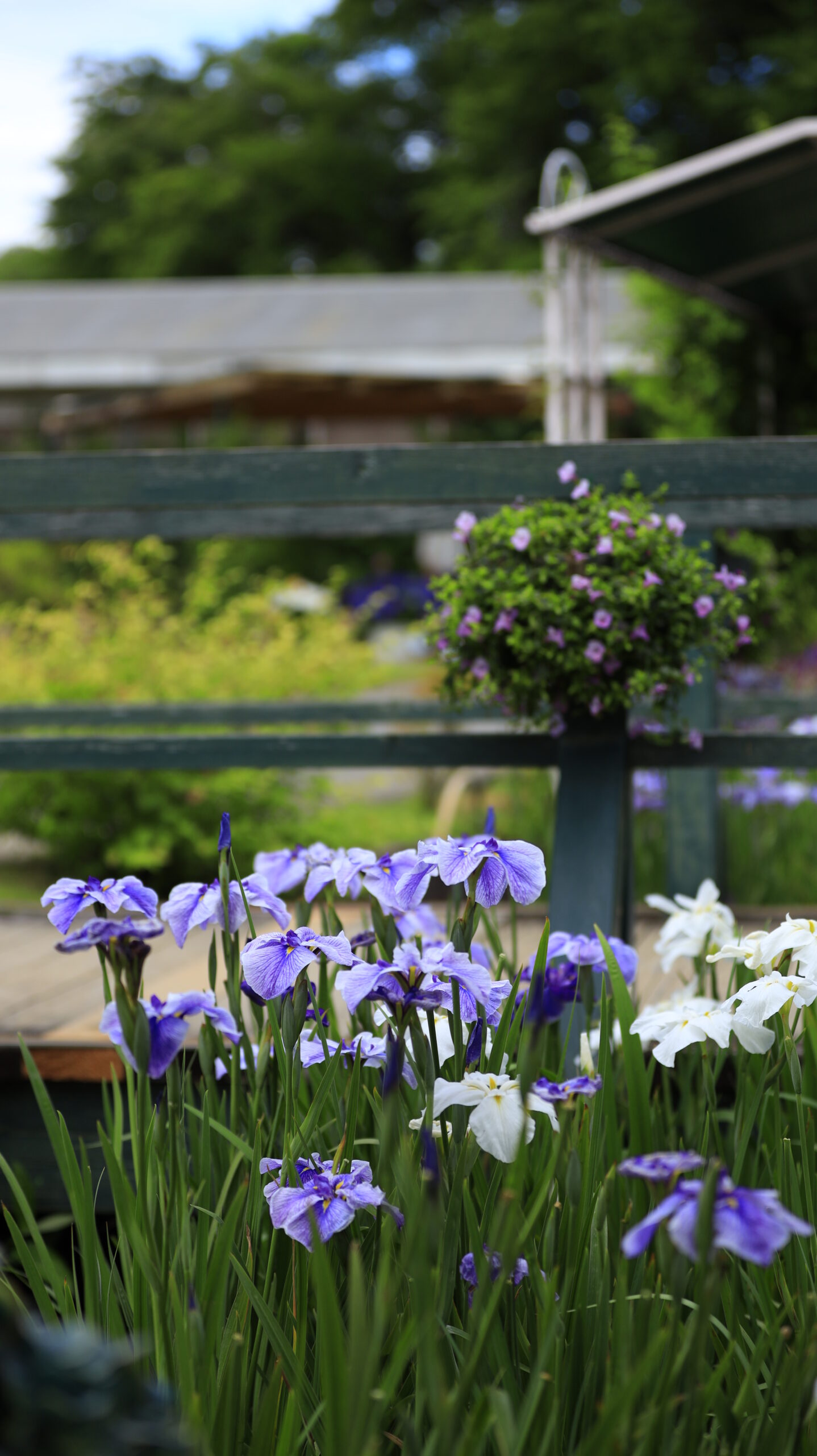 あしかがフラワーパークで綺麗に咲く花菖蒲をローアングルから撮影した風景