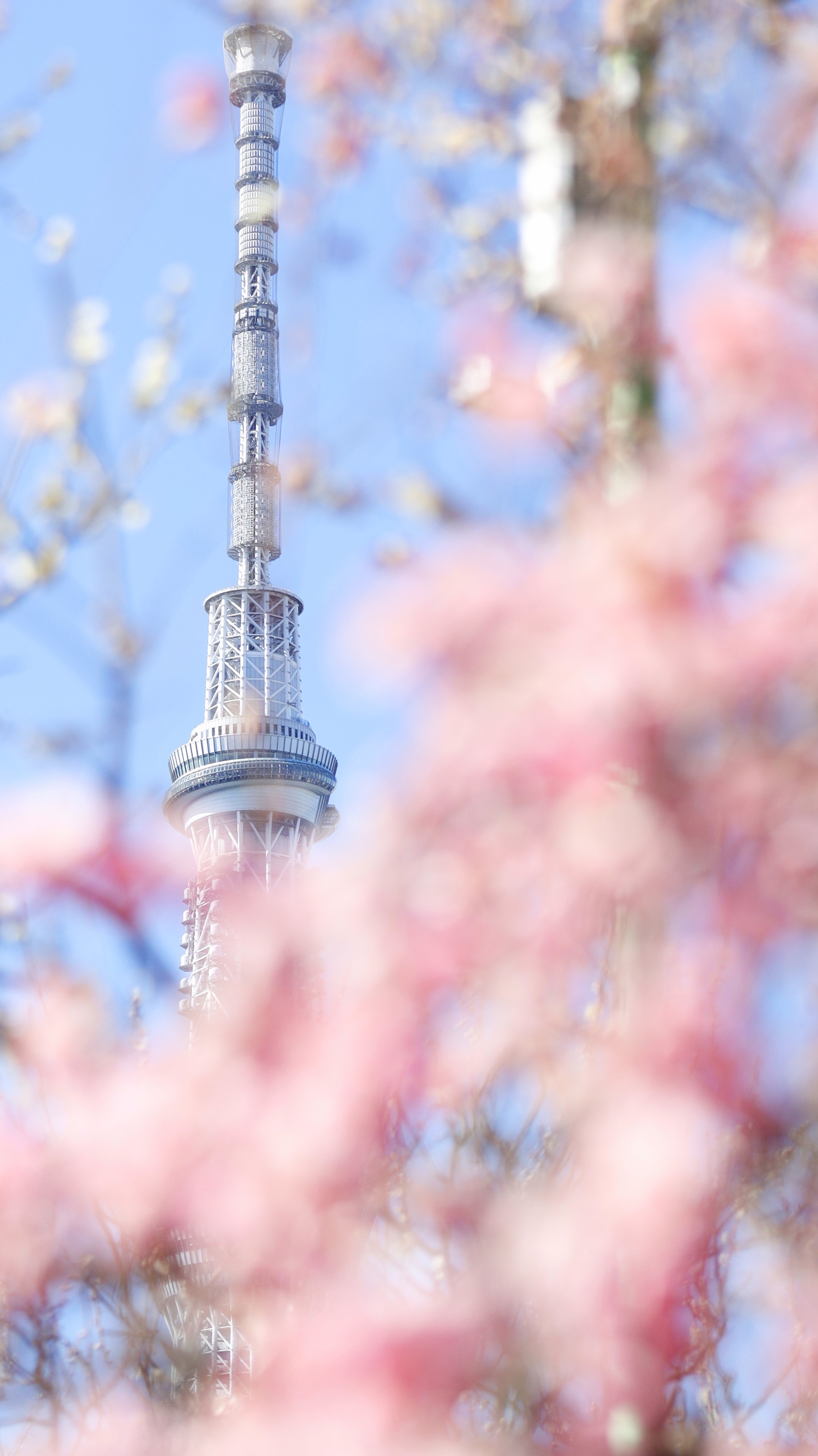 亀戸天神にて、「梅の花と東京スカイツリー」と感じた写真です。
