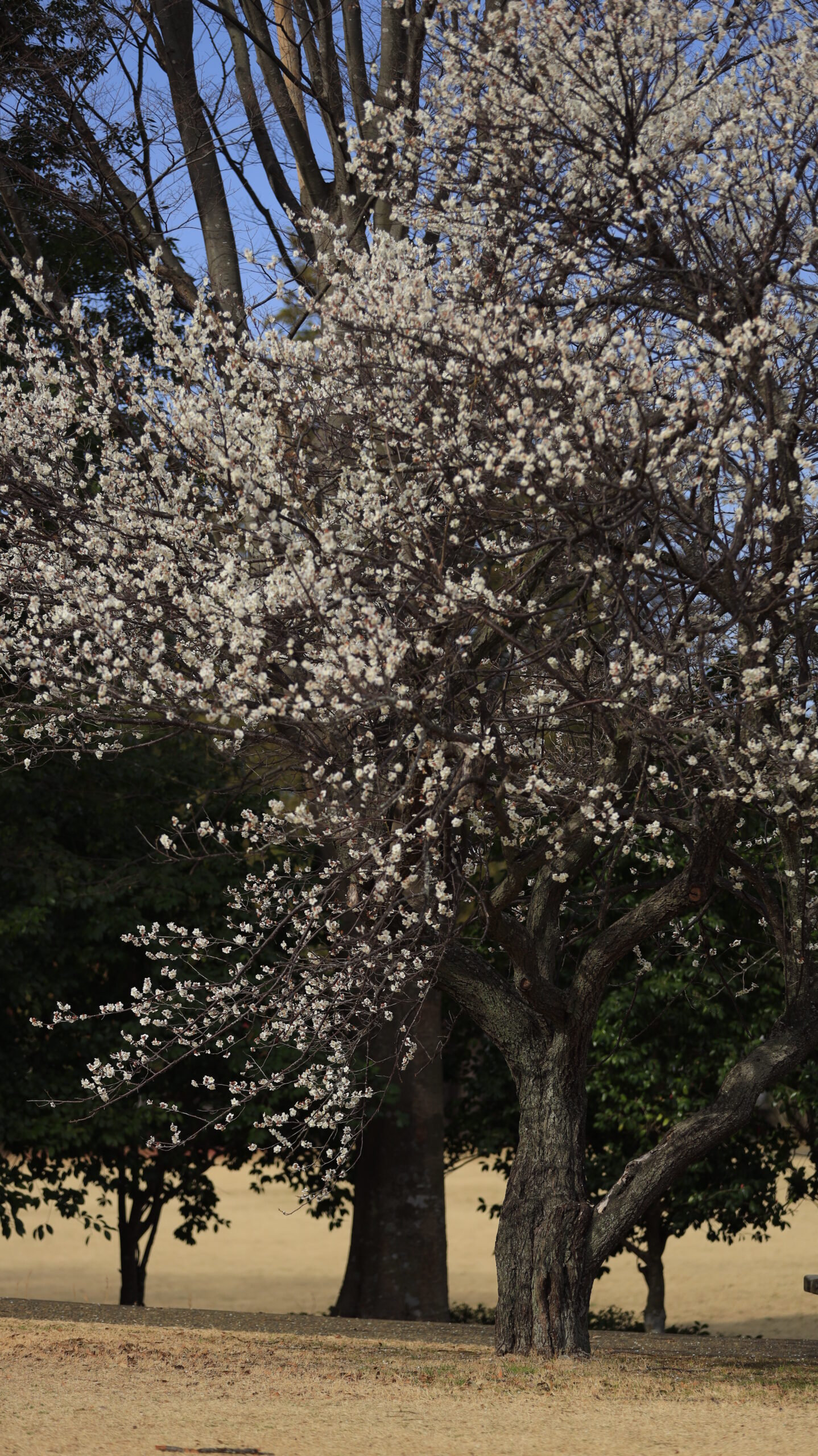 梅園公園で横から撮影した、枝いっぱいに広がる白い花と美しい枝ぶりが印象的な梅の木の風景