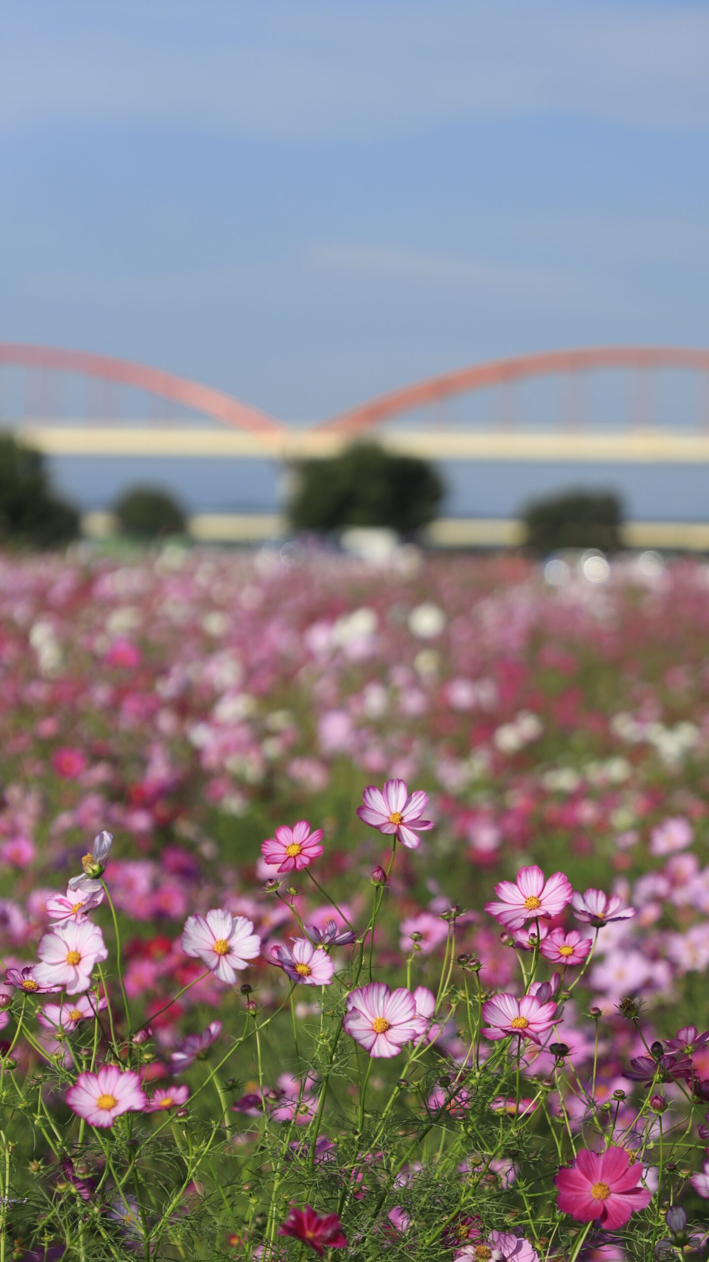コスモスアリーナふきあげで、鮮やかに咲くコスモスとシンボルの橋を一緒に撮影した写真。花の柔らかさと橋の力強さが調和した広がりのある風景。