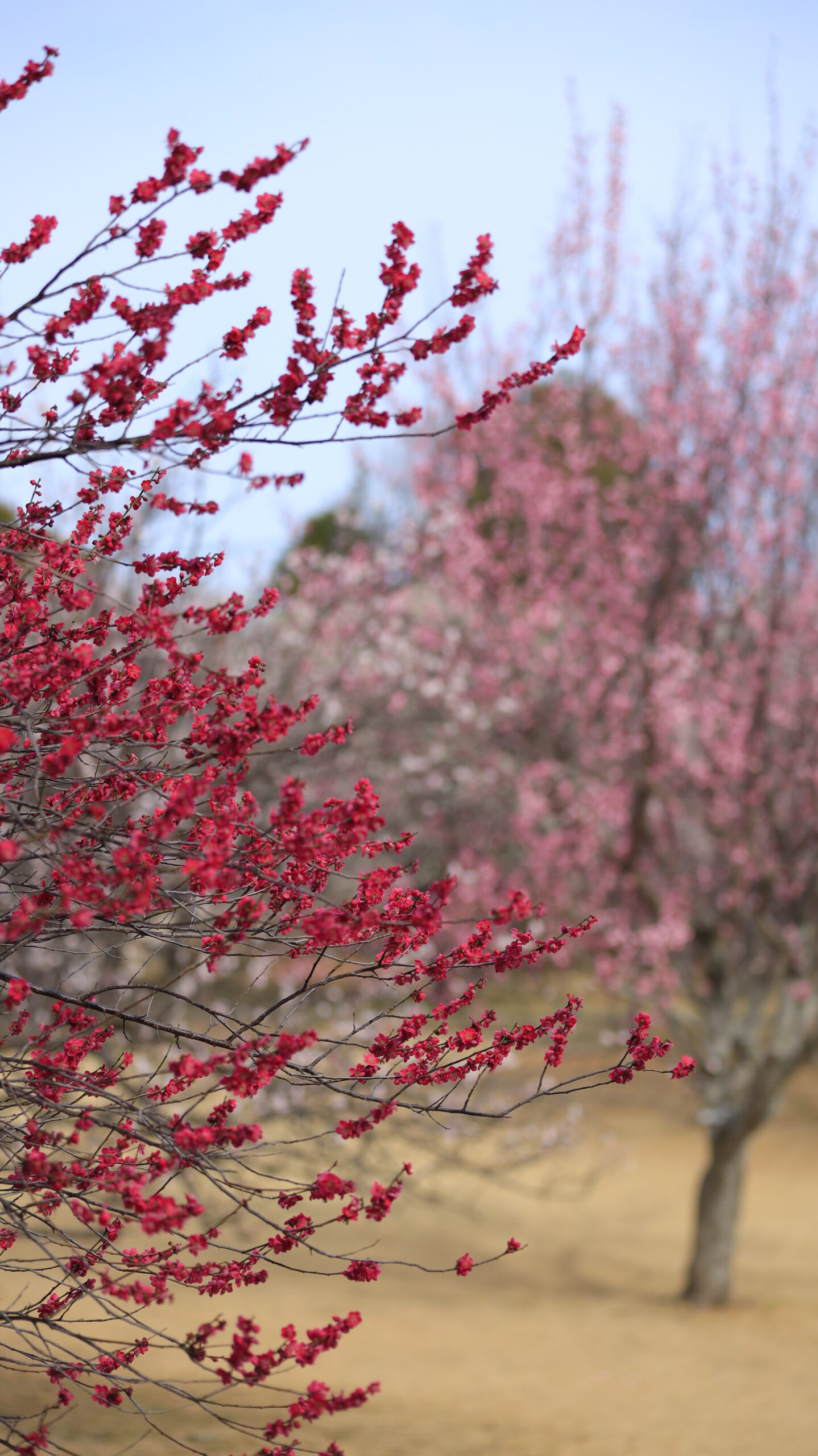 梅園公園で濃いピンクの梅を主役に、背景の薄いピンクの花をぼかして表現した梅の花の写真