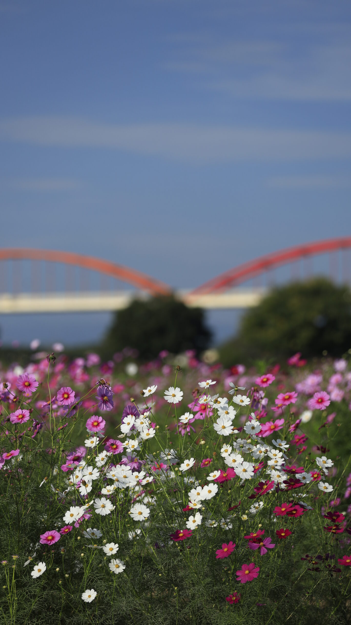 コスモスアリーナふきあげで、形の整った白いコスモスに焦点を合わせ、背景に橋を入れた構図。青空と橋が調和するバランスの取れた写真。