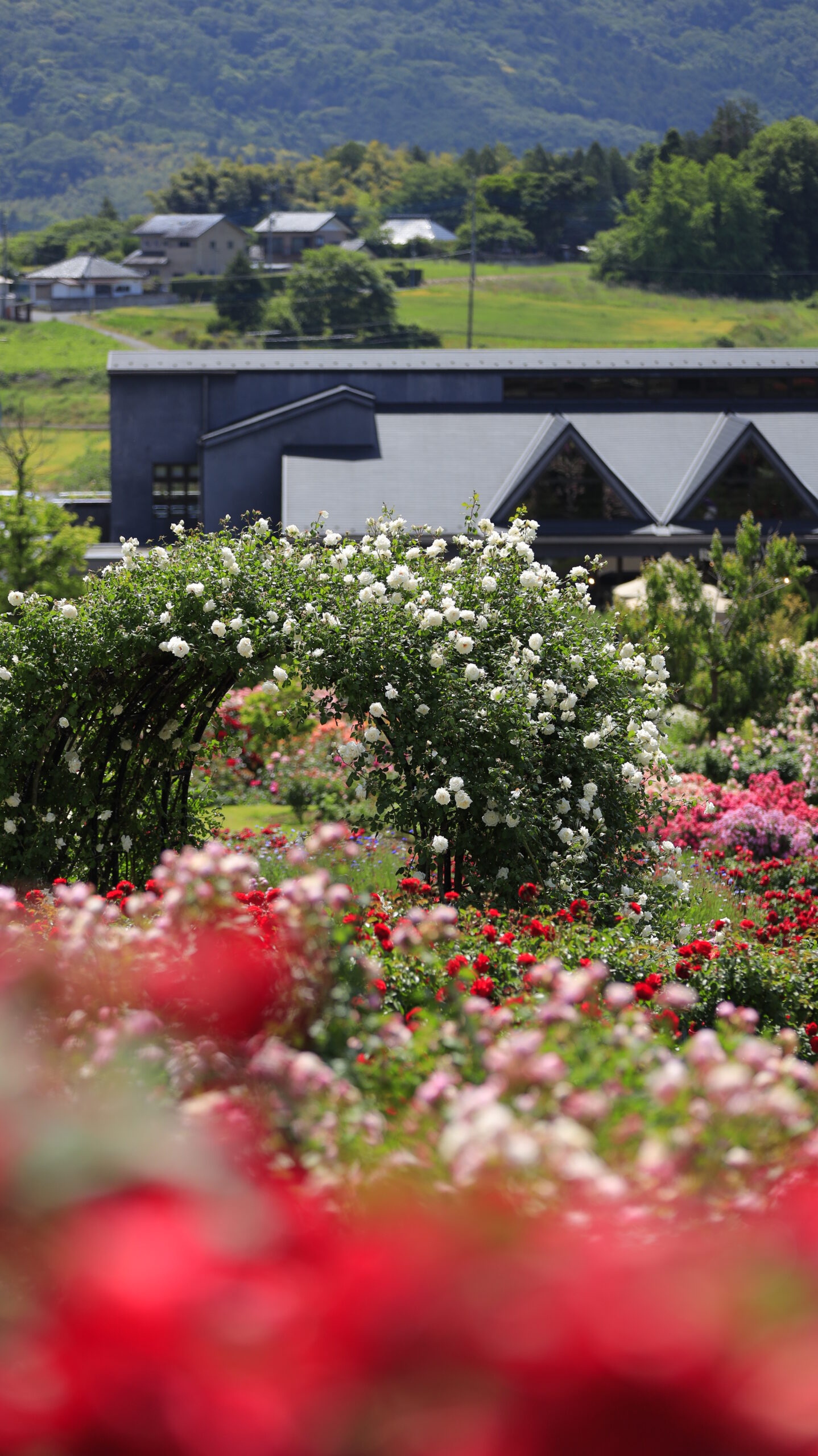 White rose arch at Ibaraki Flower Park and the building in the back in blurred foreground.