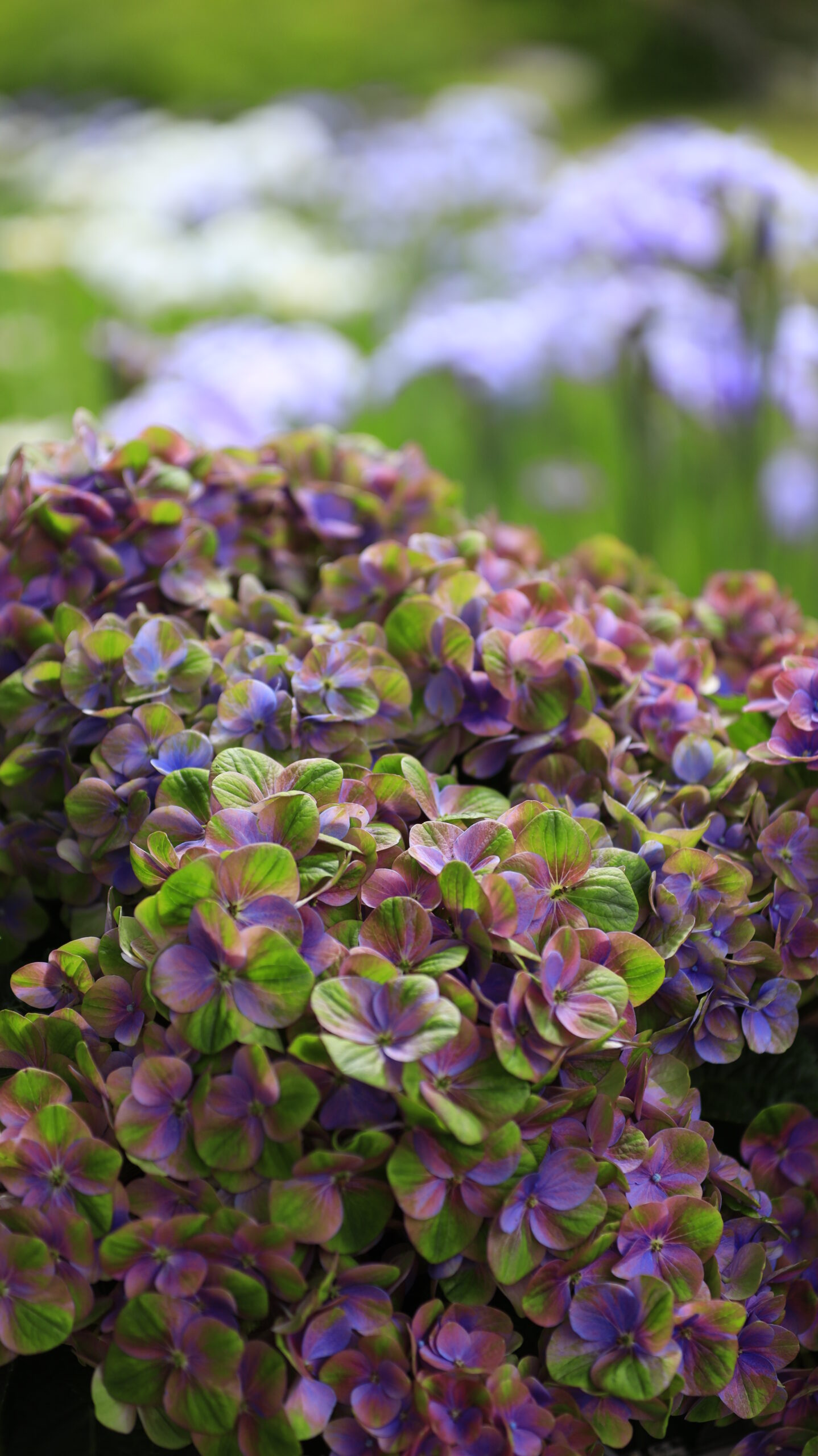 あしかがフラワーパークで珍しい色合いの紫陽花をアップで撮影した花の風景