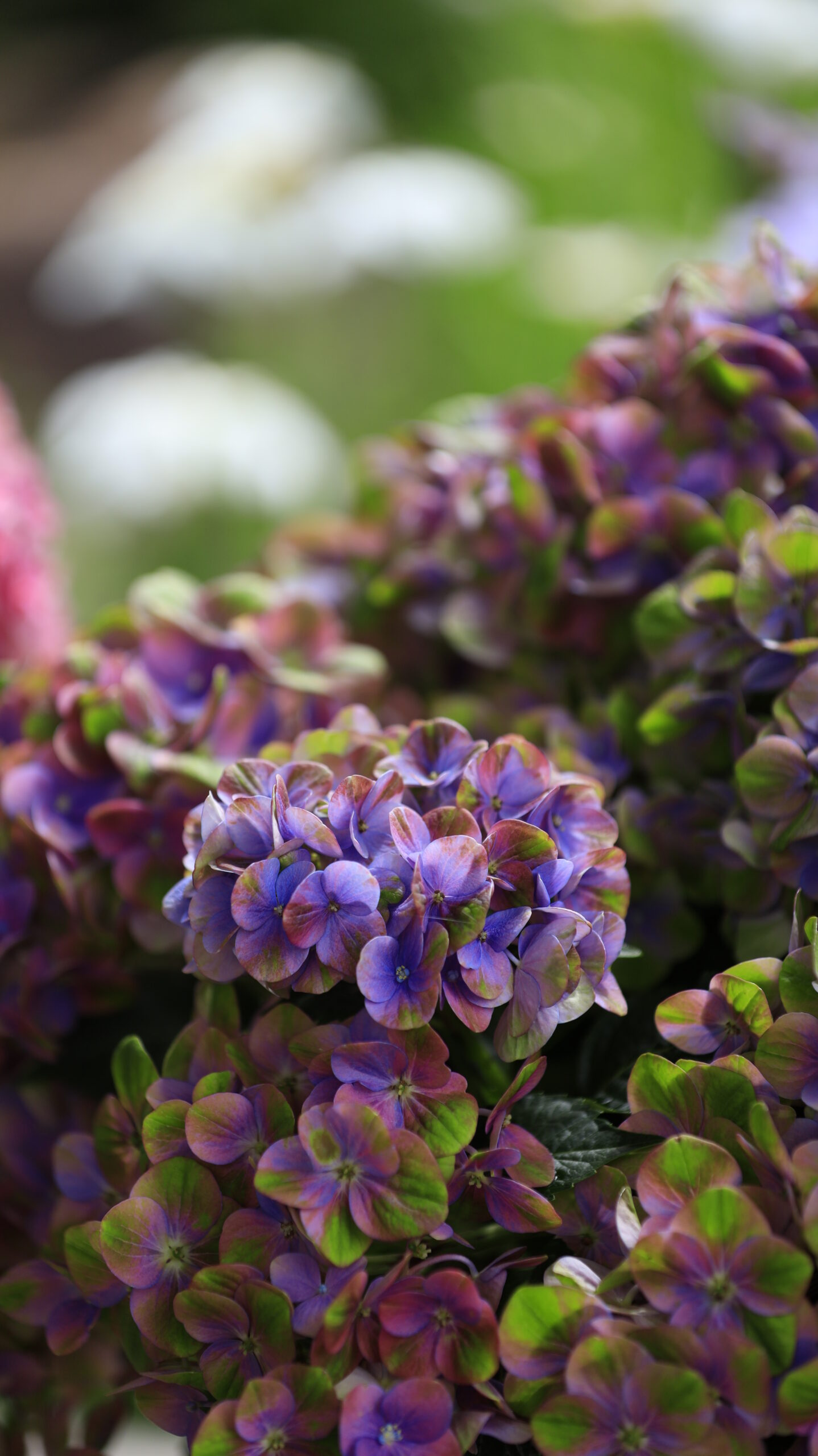 あしかがフラワーパークで緑と紫が入り混じった珍しい紫陽花を撮影した風景