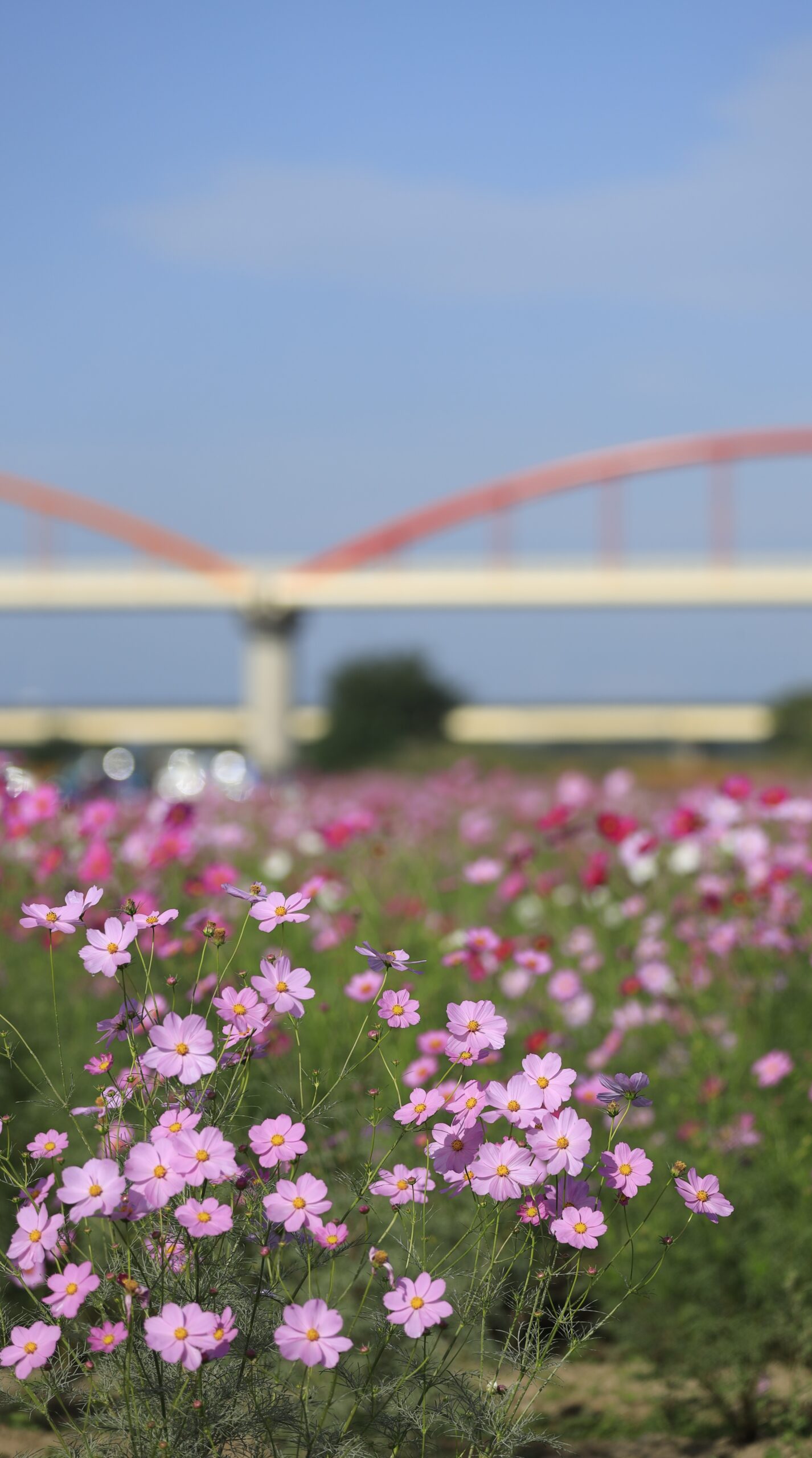 コスモスアリーナふきあげで、淡いピンクのコスモスが可憐に咲く様子を撮影。風に揺れる花々と柔らかな色合いが優しく心に残る写真。
