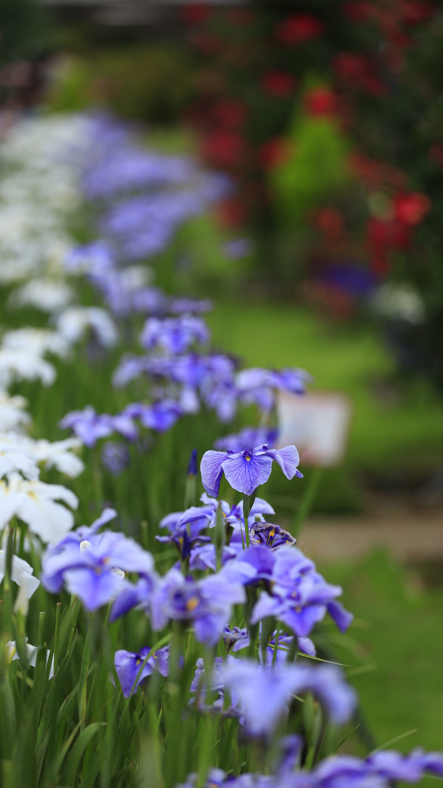 あしかがフラワーパークで白と紫の花菖蒲の中から一輪に注目して撮影した風景