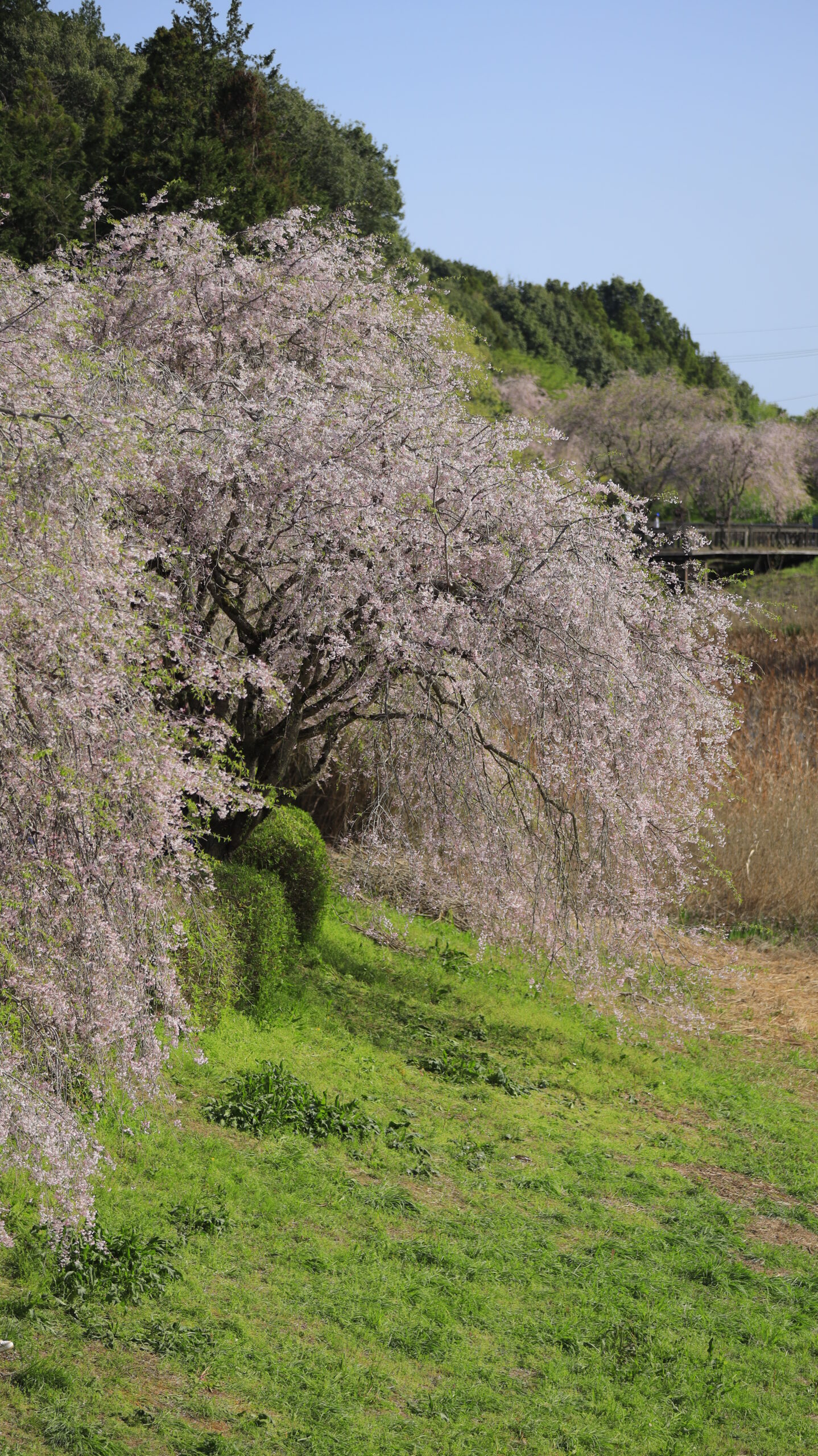 常陸風土記の丘で、橋の上から枝垂れ桜を見下ろす構図