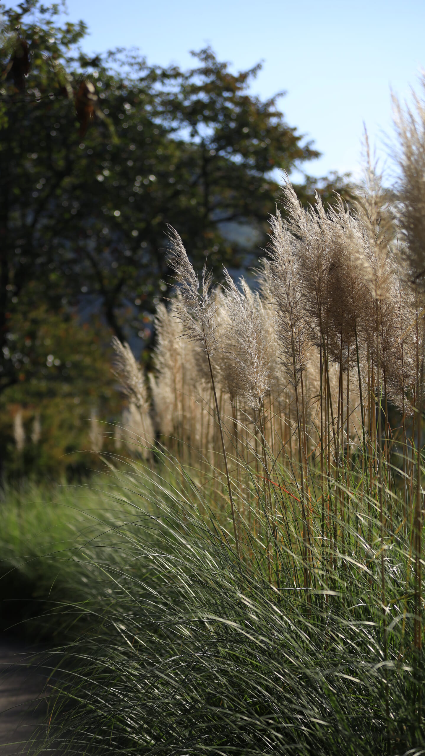 The beautifully colored pampas grass stretching along Lake Kawaguchi at Oishi Park and the autumn lakeside scenery