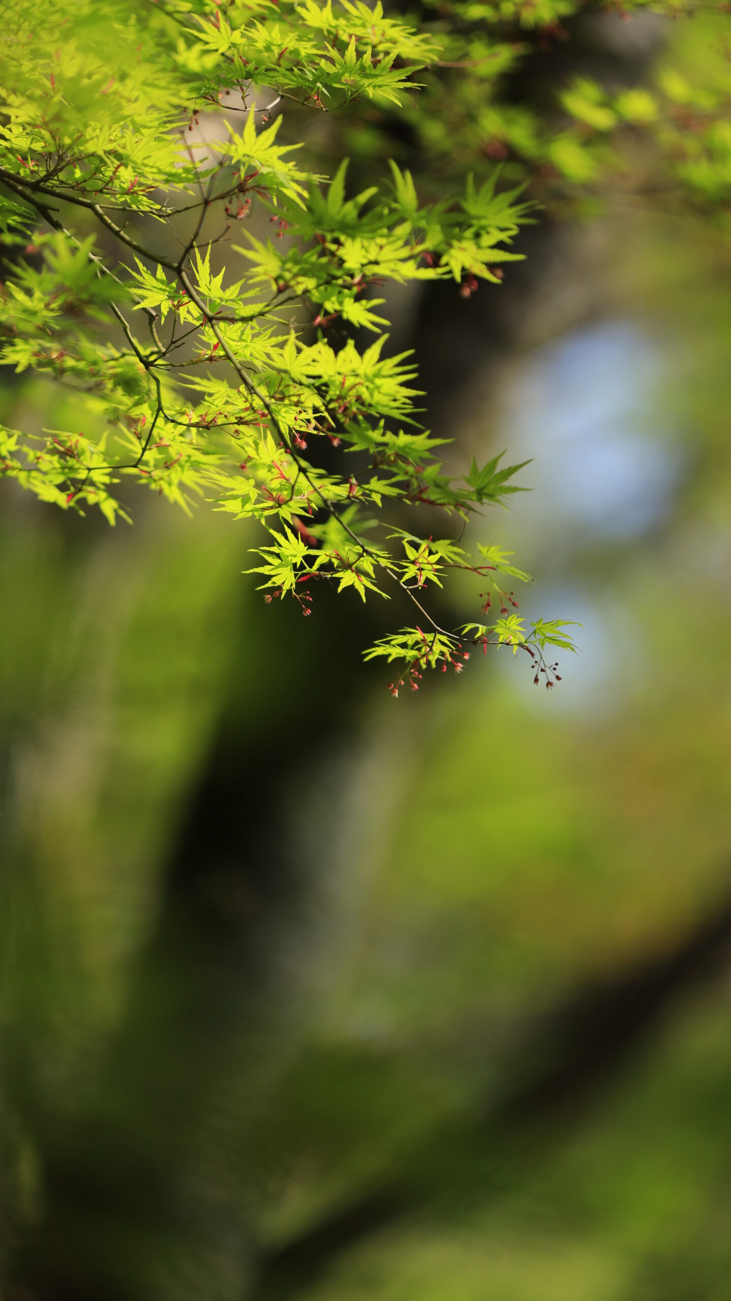 常陸風土記の丘で、青もみじの赤い翼果が印象的な様子