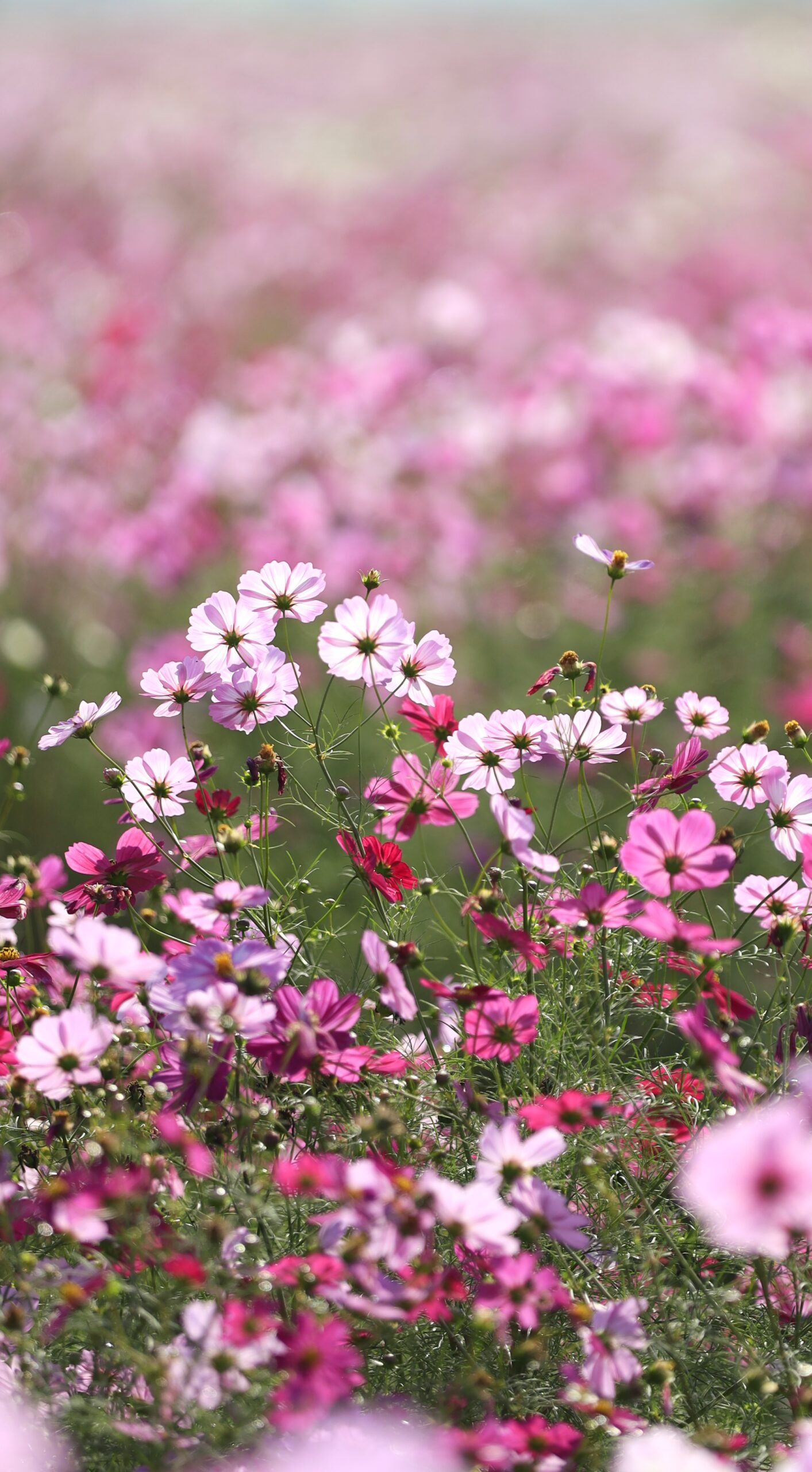 コスモスアリーナふきあげで、逆光の中でピンクのコスモスが輝く瞬間を捉えた写真。透ける花びらが光に包まれる幻想的な風景。