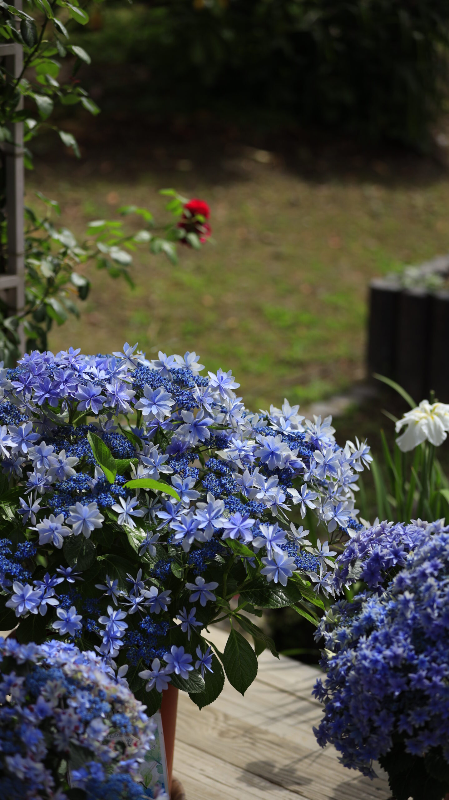 あしかがフラワーパークで薄い青色の紫陽花の鉢をローアングルで撮影した風景