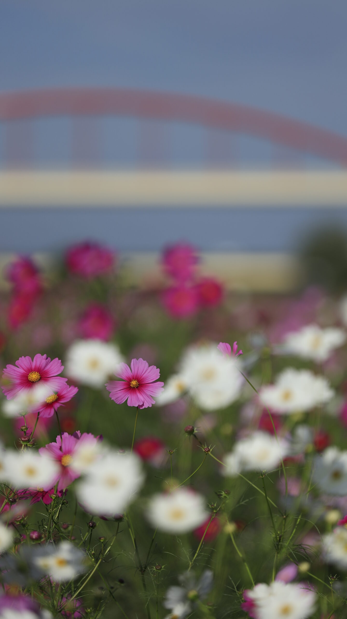 コスモスアリーナふきあげで、白いコスモスの後ろに咲く濃いピンクの花に注目した写真。色の対比が際立つ立体感ある構図。