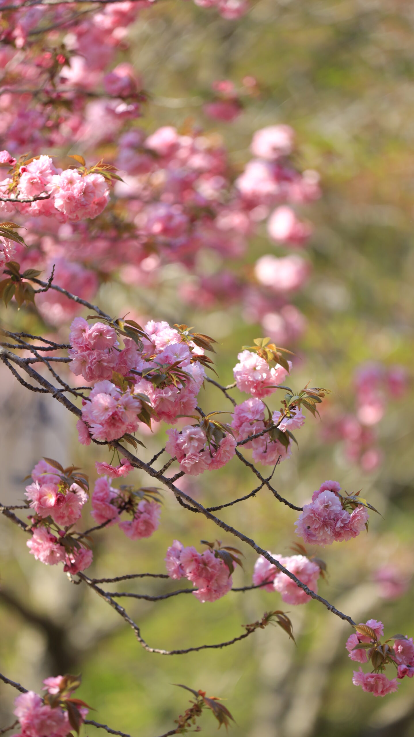 常陸風土記の丘で、光に照らされた八重桜の美しい瞬間