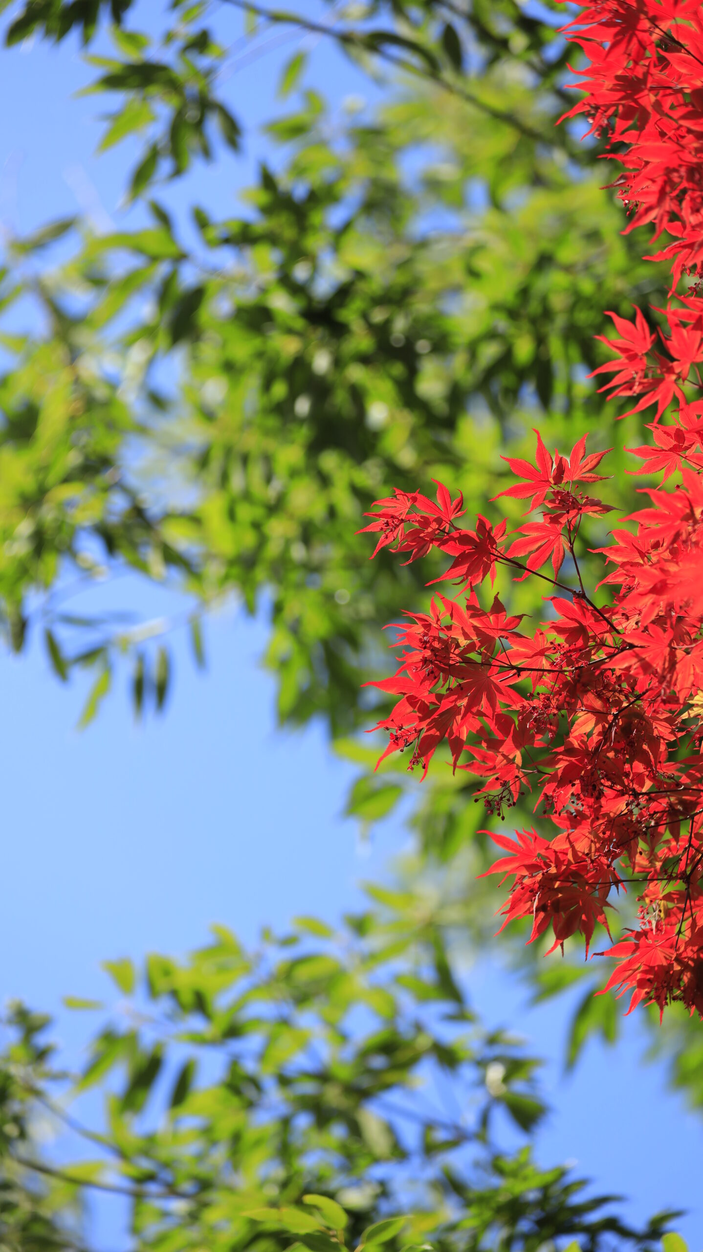 常陸風土記の丘で、ノムラモミジと新緑のコントラスト