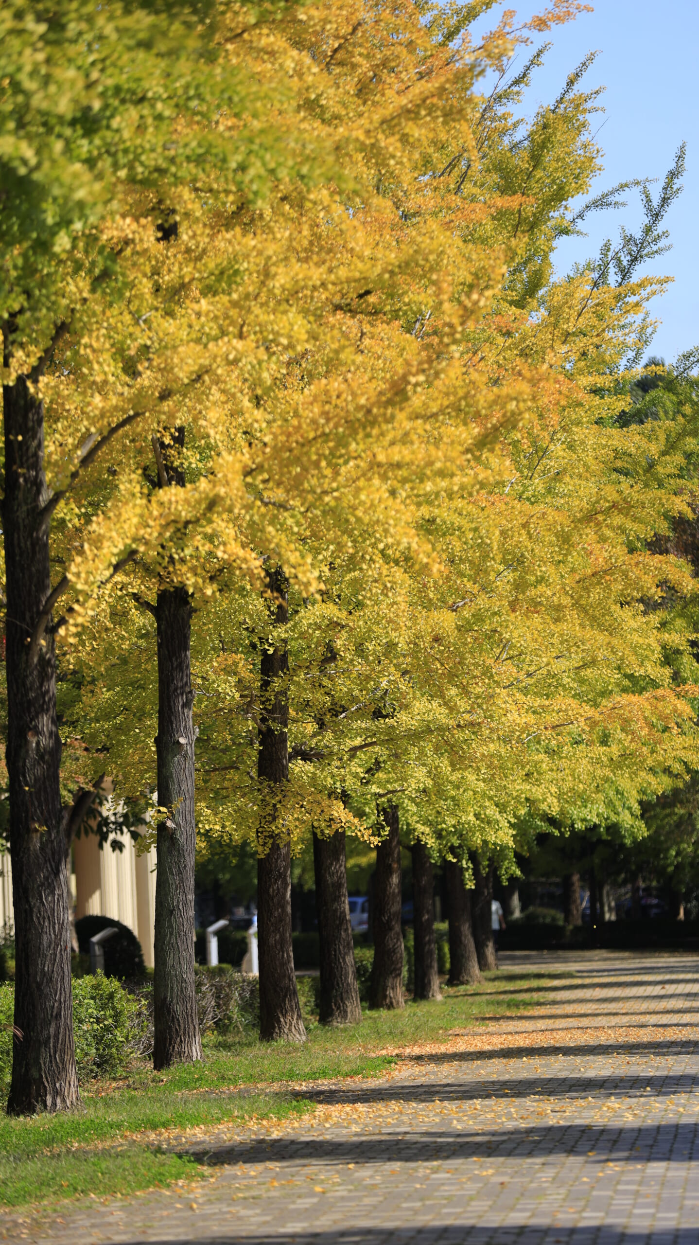 The beautiful row of ginkgo trees at Chichibu Muse Park, their leaves turned a vibrant yellow, and the tree-lined path stretching far into the distance, creating a sense of depth
