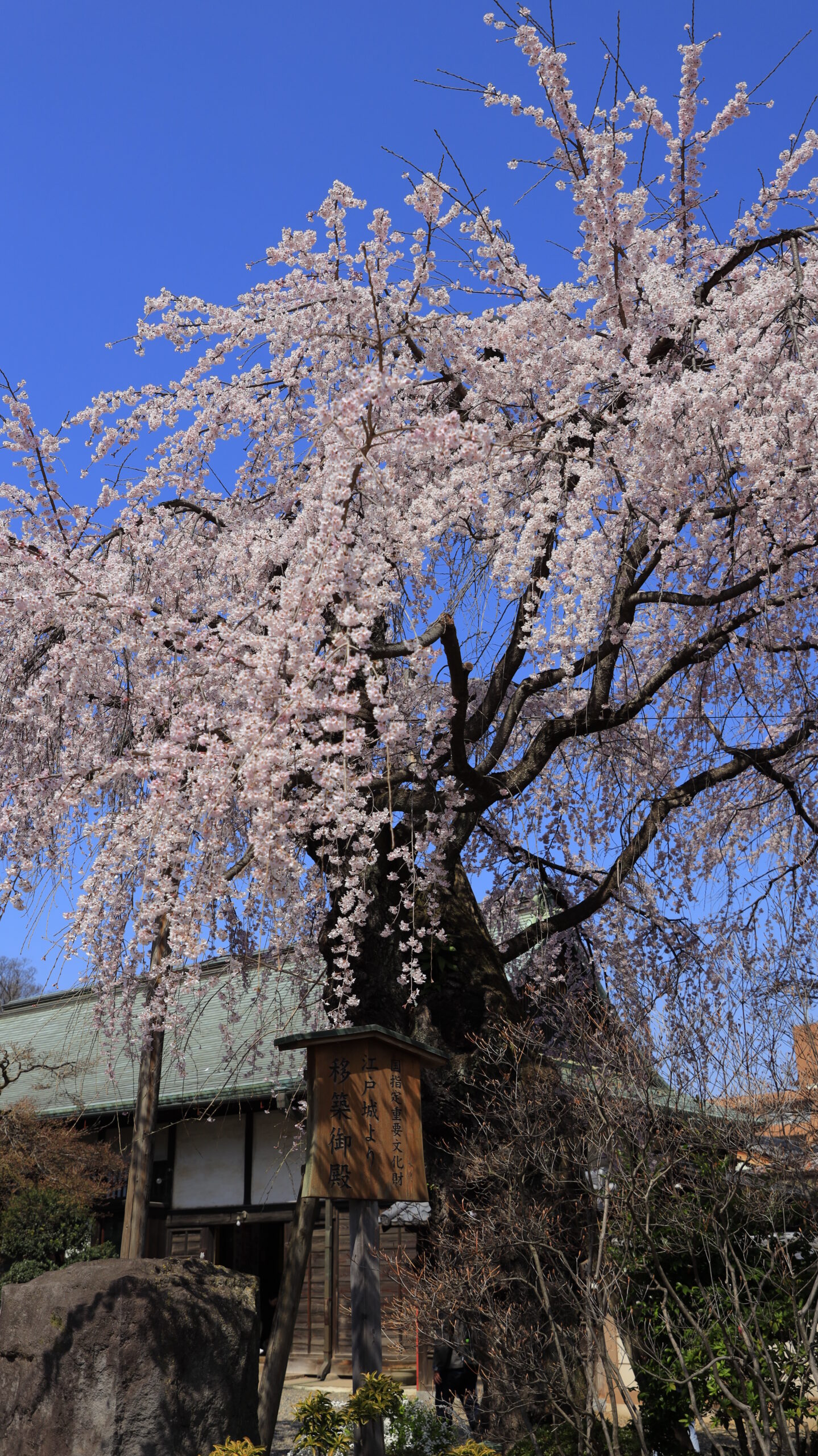 At Kita-in Temple, a magnificent view of weeping cherry trees blooming at the entrance to the toll area.