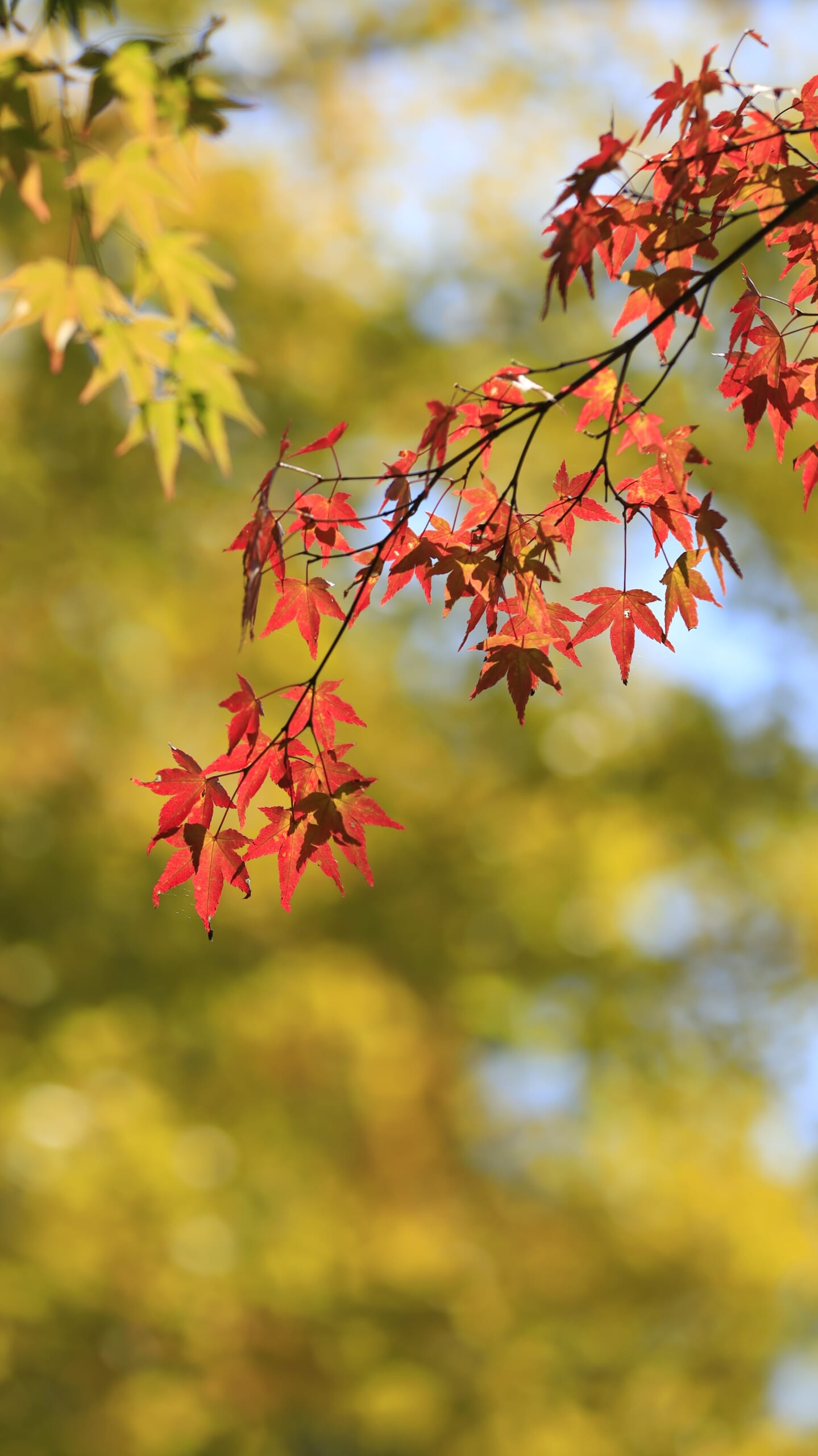 Maple leaves dyed a vivid red against the backdrop of the yellow ginkgo trees at Chichibu Muse Park