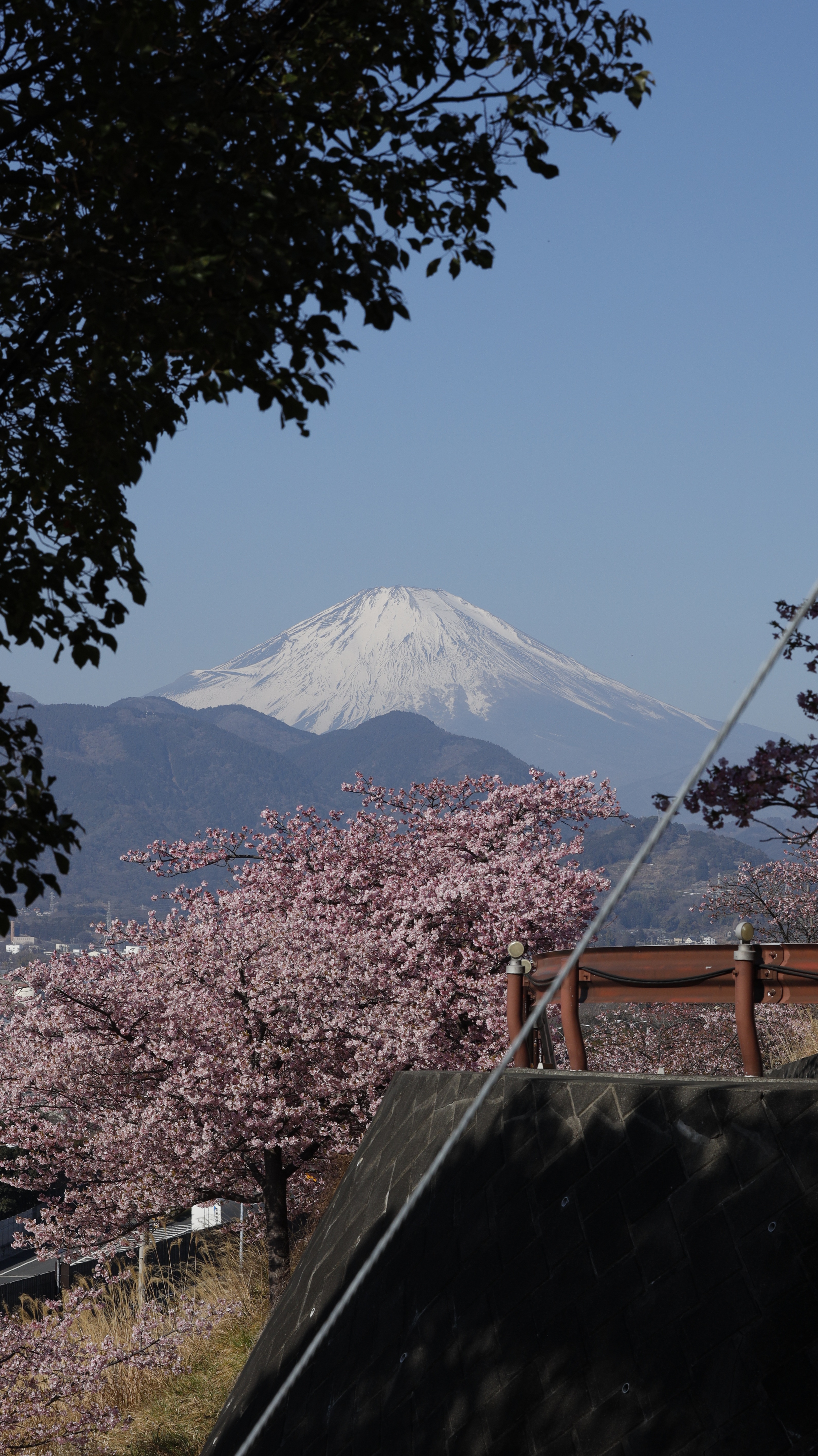 西平畑公園(まつだ桜まつり)にて、「入口階段から眺める河津桜と富士山」と感じた写真です。