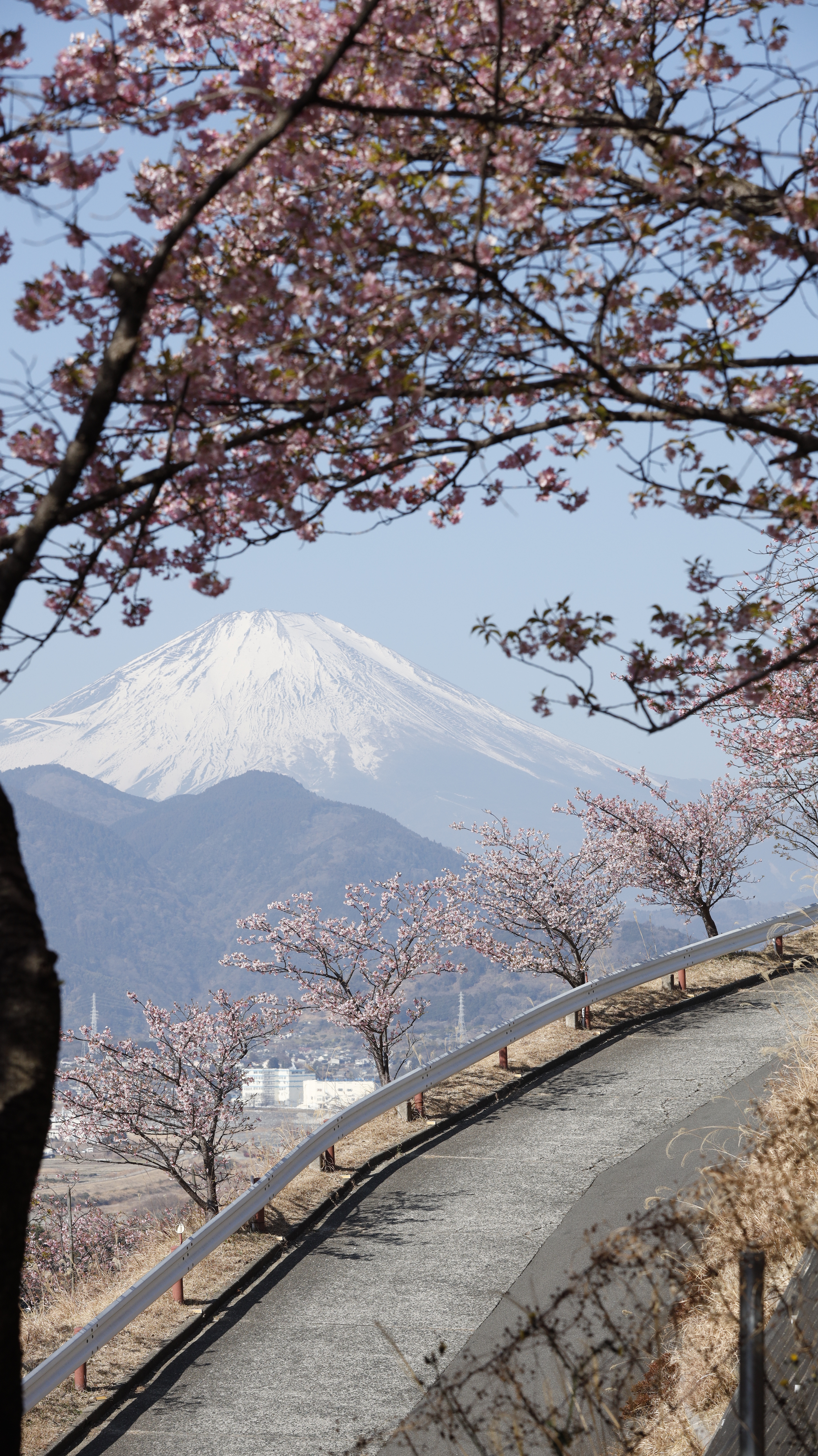 西平畑公園(まつだ桜まつり)にて、「階段途中から桜越しに望む富士山」と感じた写真です。