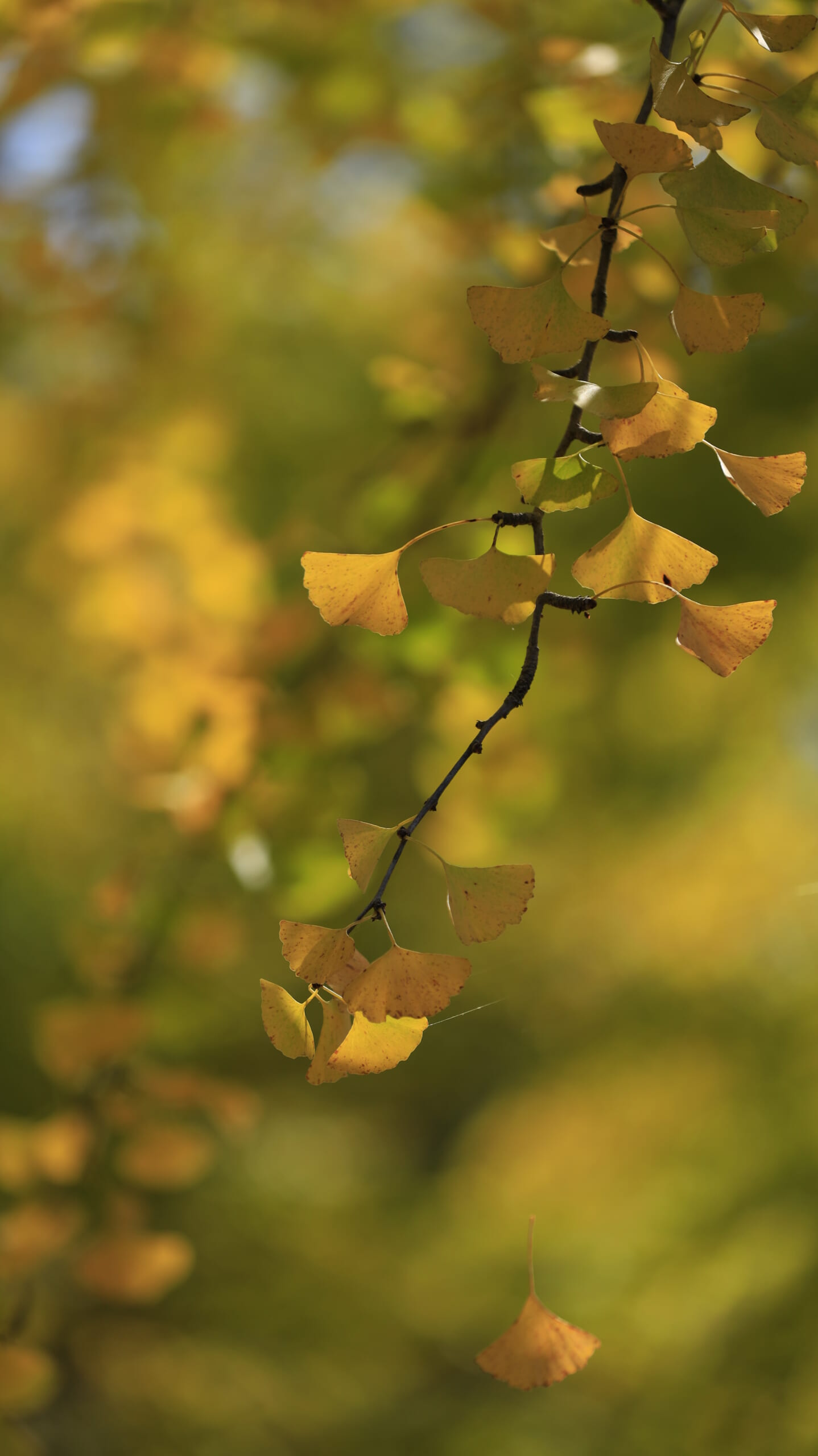 The ginkgo leaves at Chichibu Muse Park, beautifully glowing golden in the sunlight