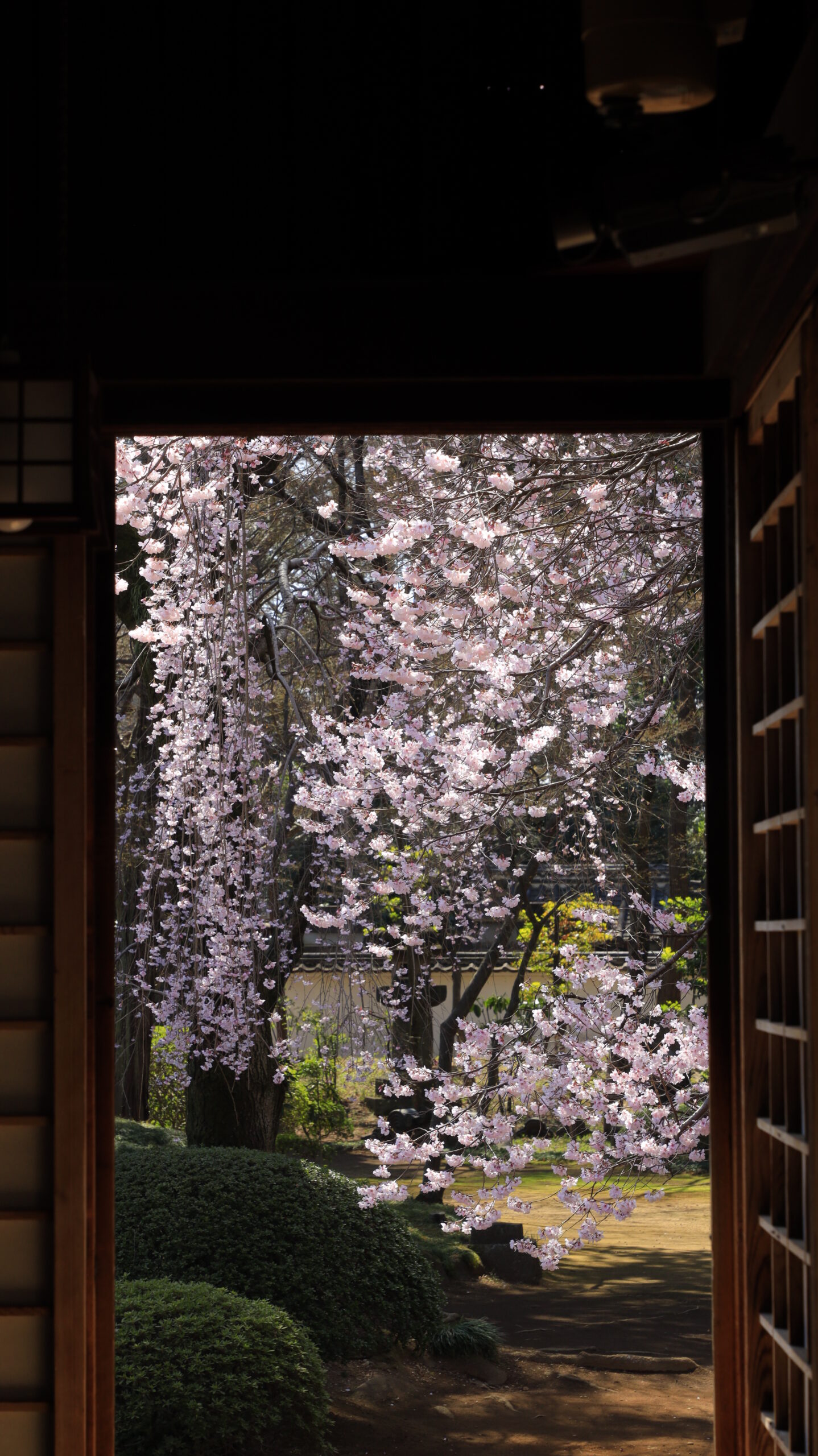 A typical Japanese scene of cherry blossoms seen through a gap in the shoji at Kita-in Temple.