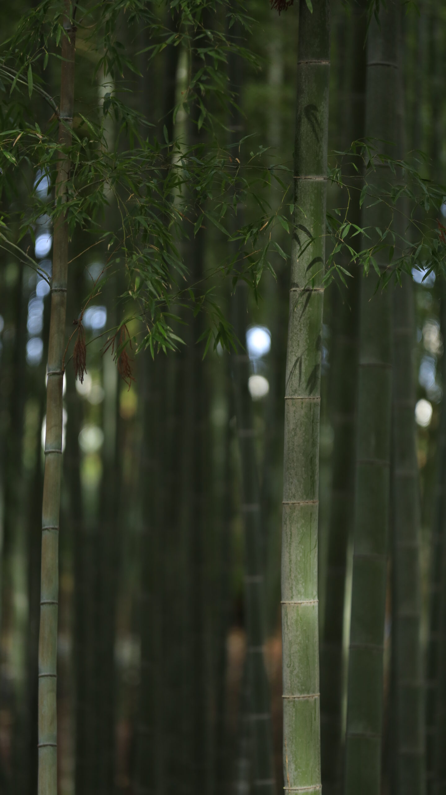 偕楽園の竹林でわずかに差し込む光を捉えた、静かな空気感が漂う竹林の風景
