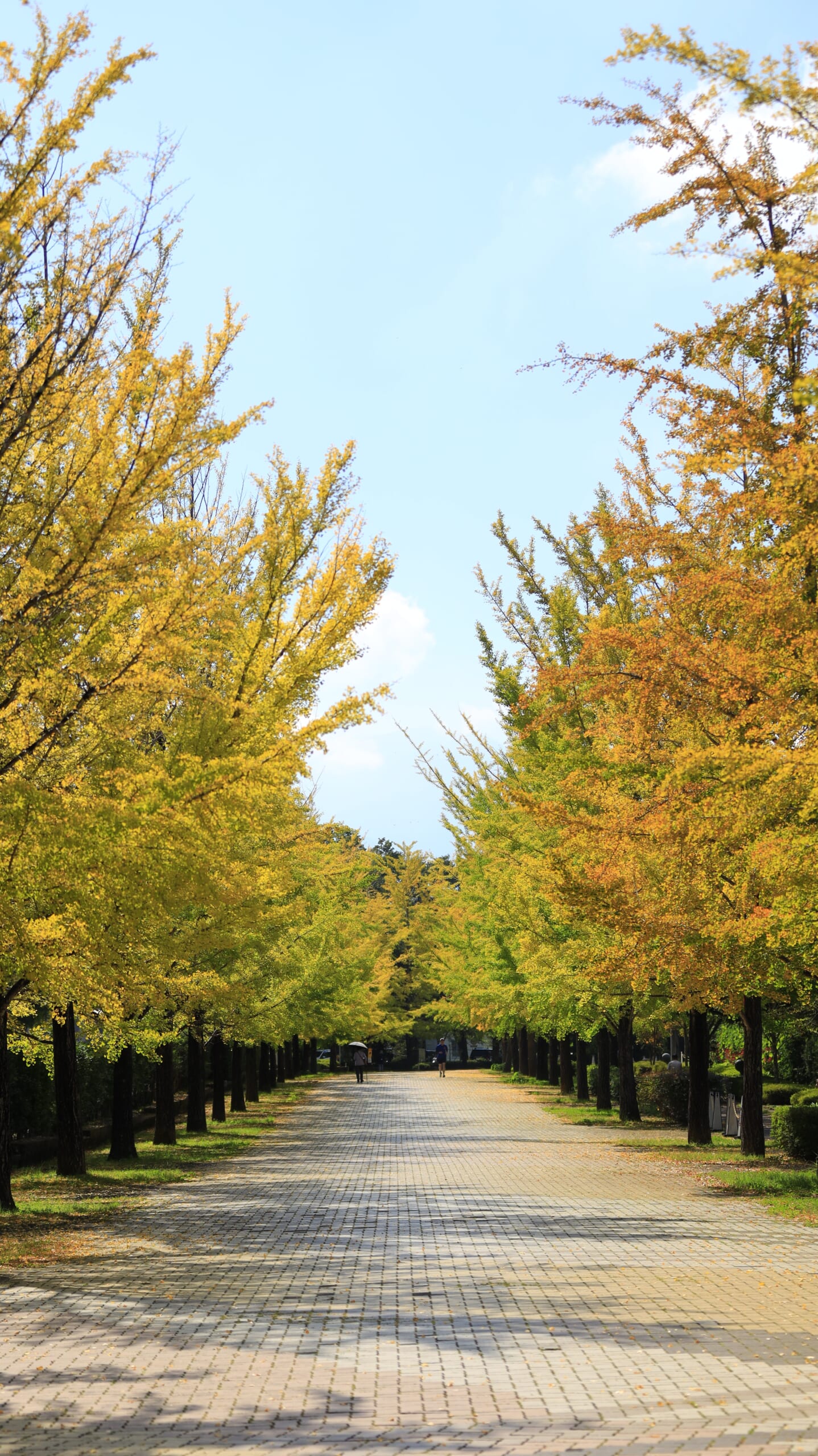 A photo taken from the center of the ginkgo-lined avenue at Chichibu Muse Park, looking straight ahead, capturing the sense of depth along the autumn-colored avenue