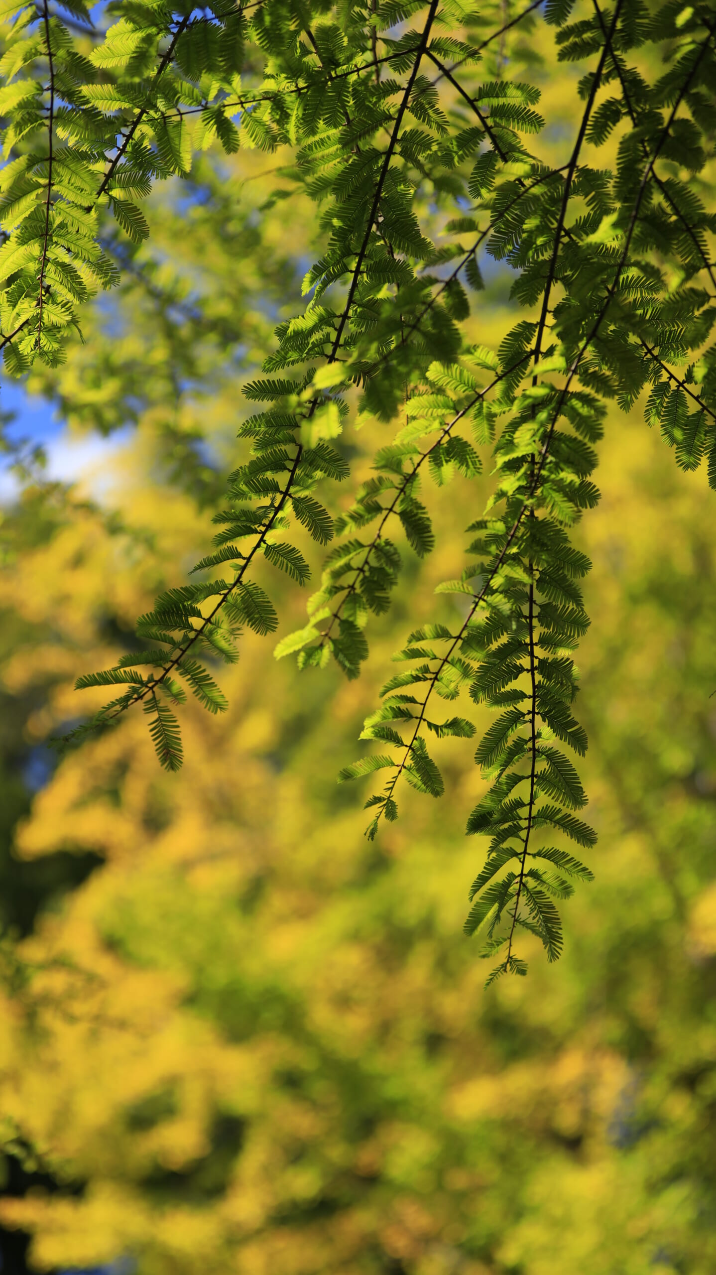 Metasequoia leaves photographed against a backdrop of yellow ginkgo trees at Chichibu Muse Park