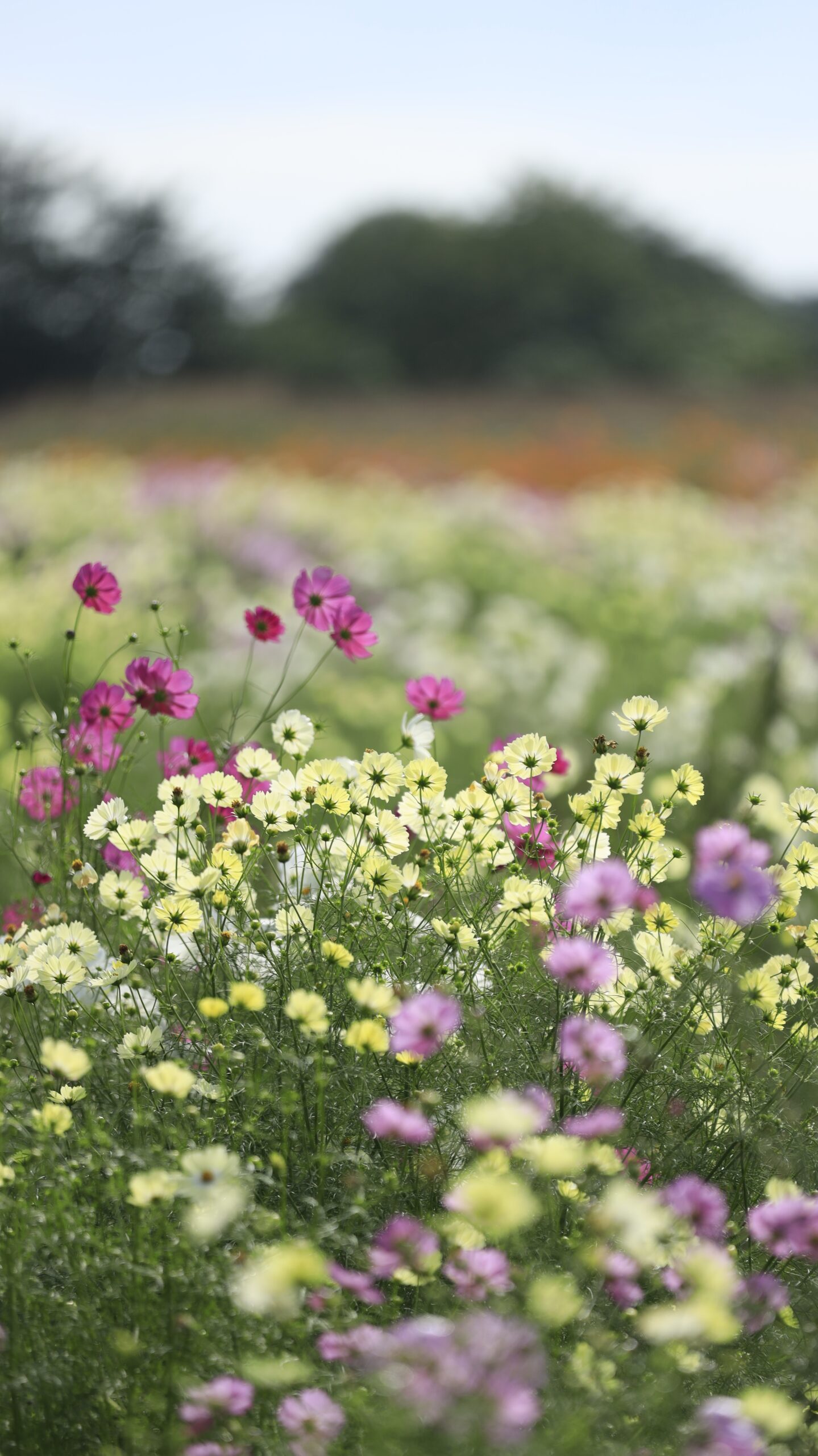 コスモスアリーナふきあげで、赤・白・ピンク・黄色のコスモスを逆光で広めに撮影。朝の光に照らされ華やかに輝く秋の花畑。
