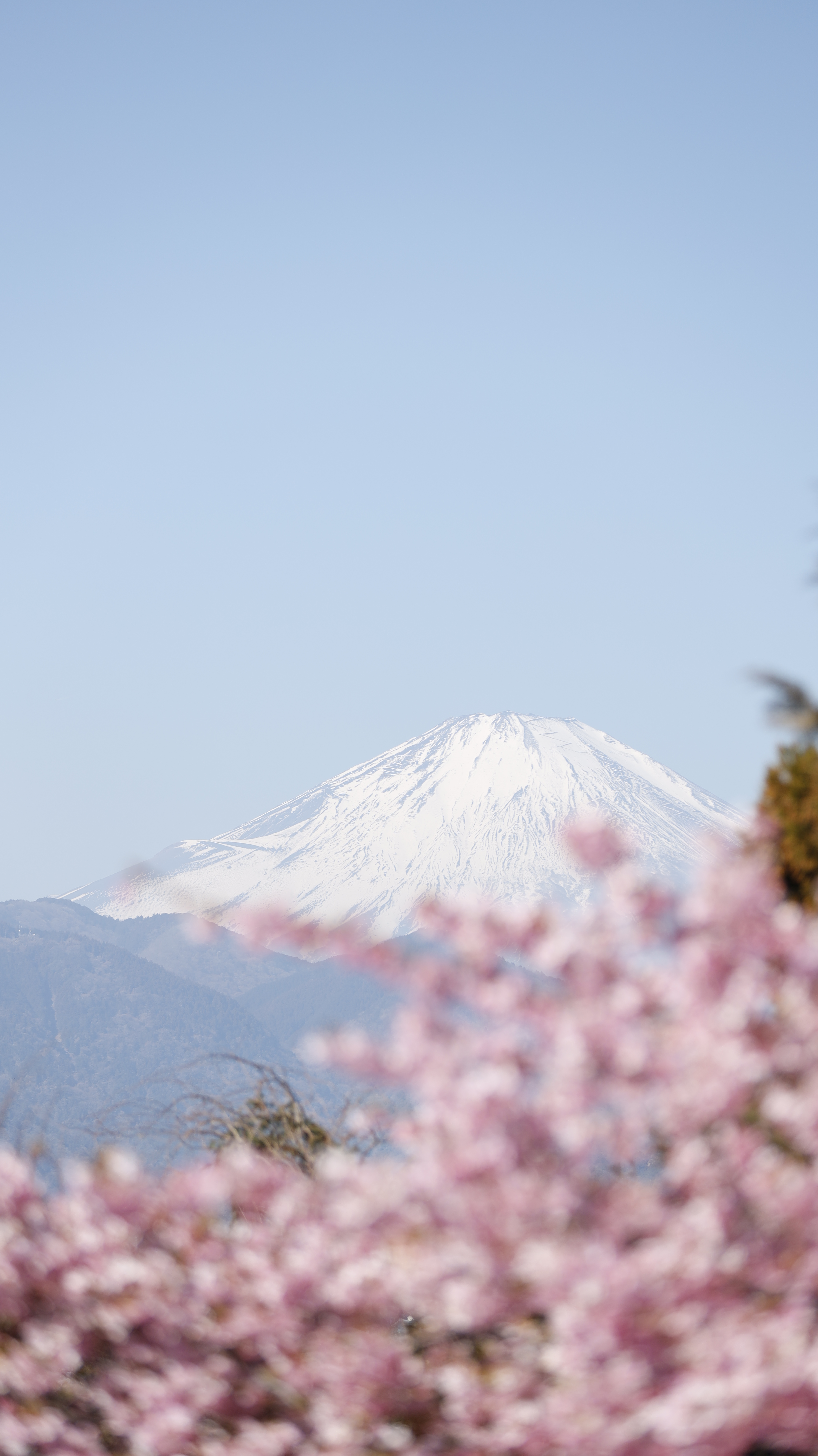 西平畑公園(まつだ桜まつり)にて、「頂上で撮る桜と富士山、奥行きを意識して」と感じた写真です。