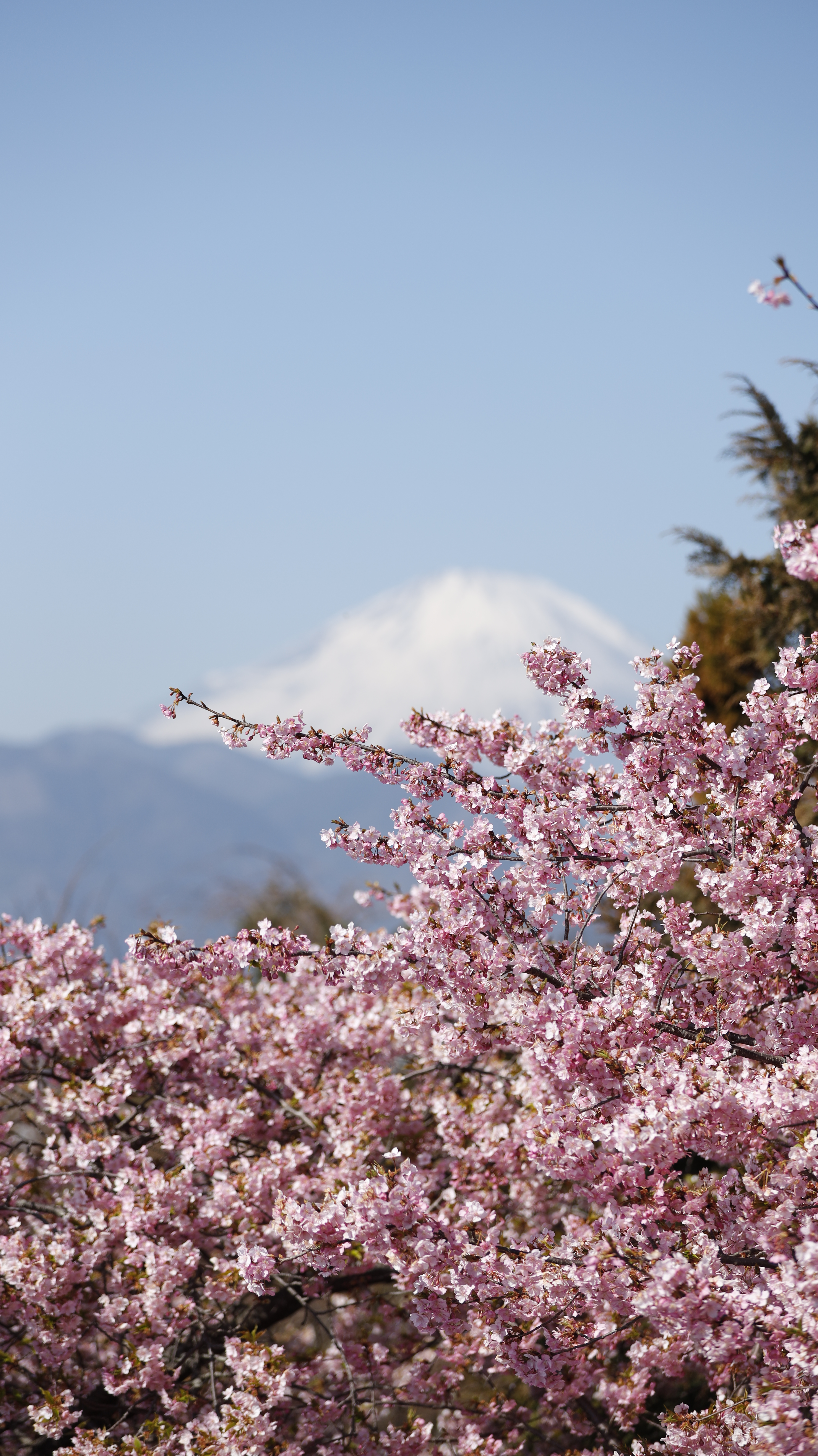 西平畑公園(まつだ桜まつり)にて、「手前の桜にピントを合わせた春の富士」と感じた写真です。
