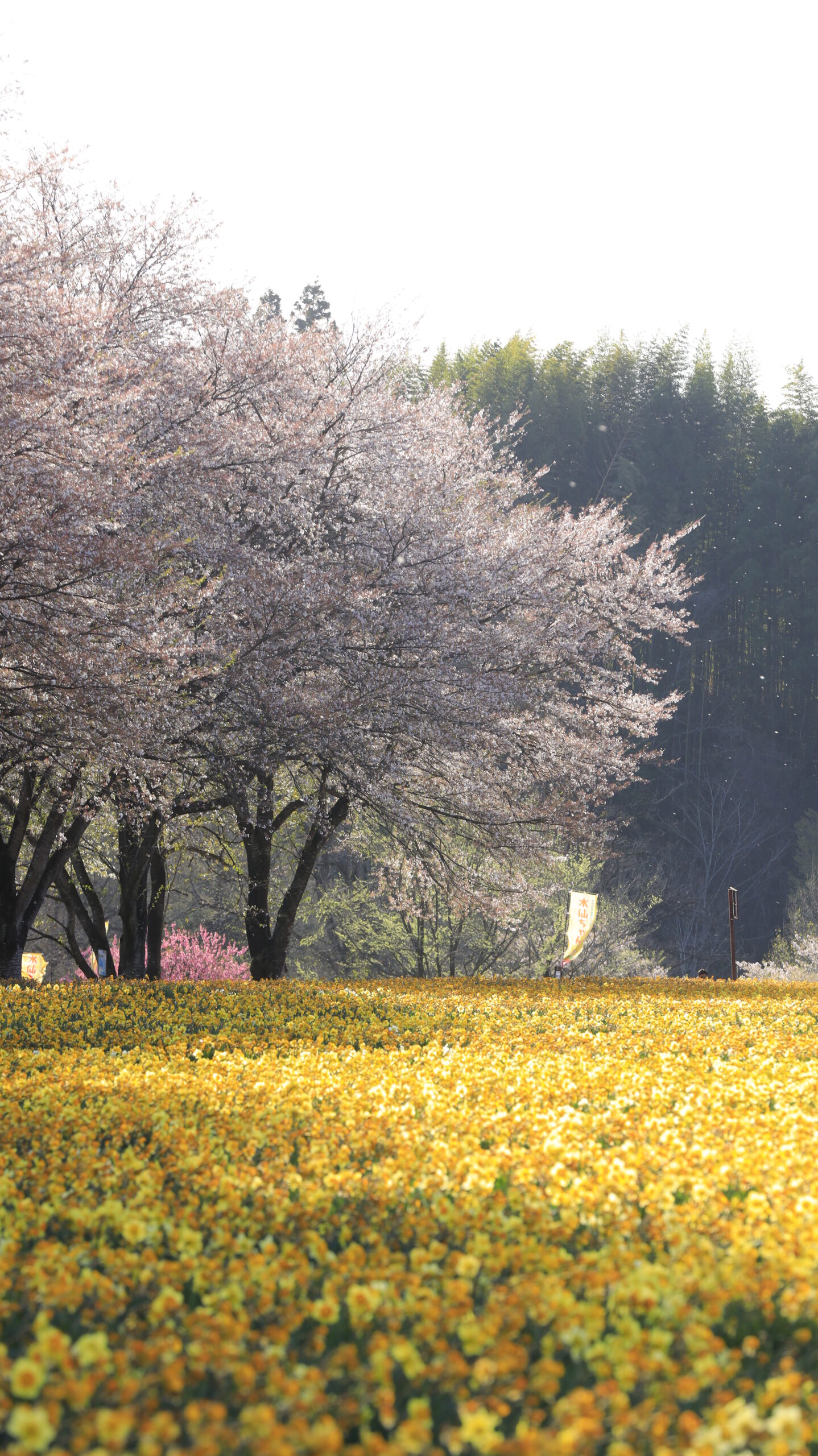岩井親水公園で、逆光の中で水仙畑と舞う桜の幻想的な風景