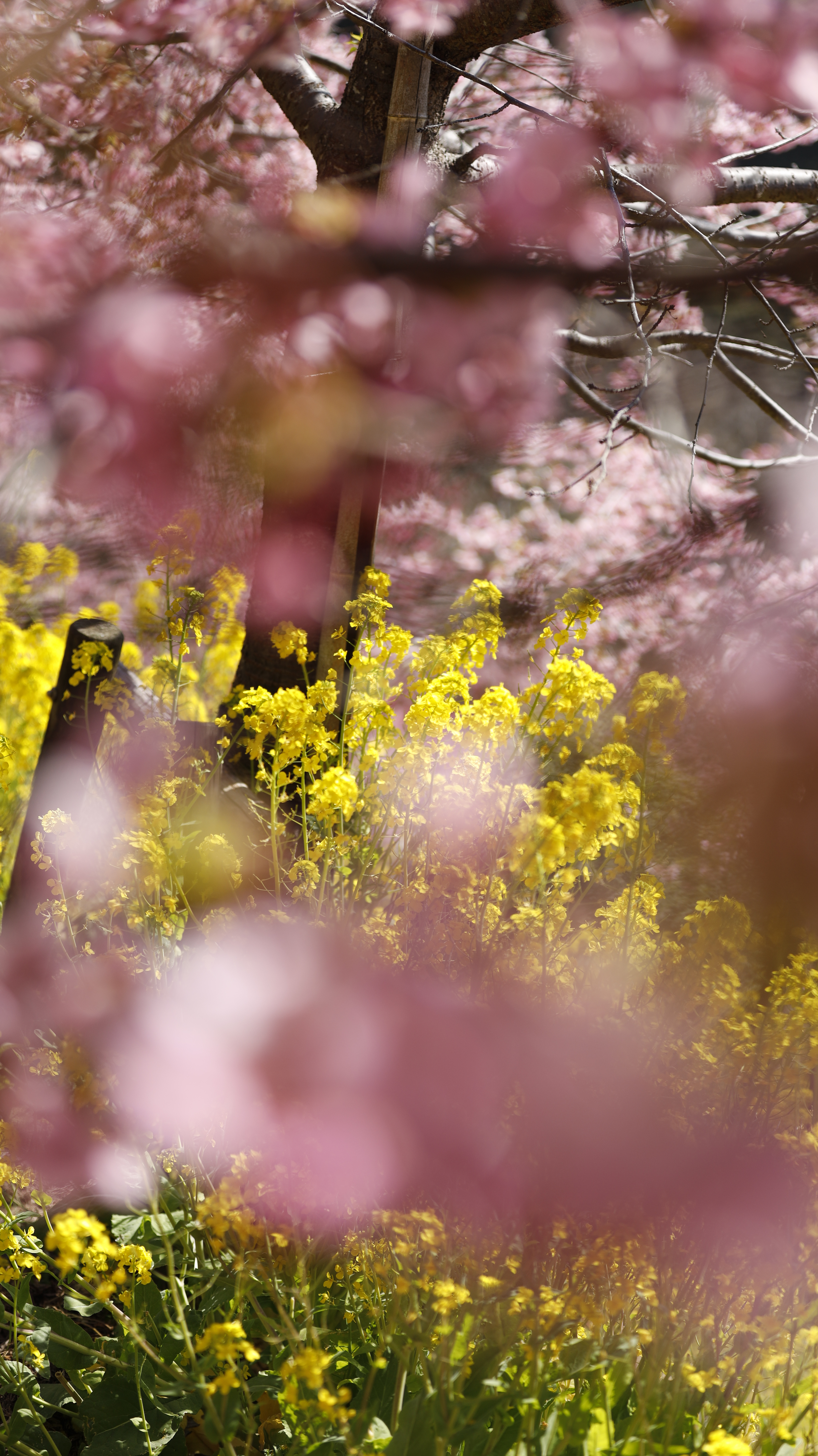 あぐりパーク嵯峨山苑にて、「桜の下から菜の花にフォーカス」と感じた写真です。