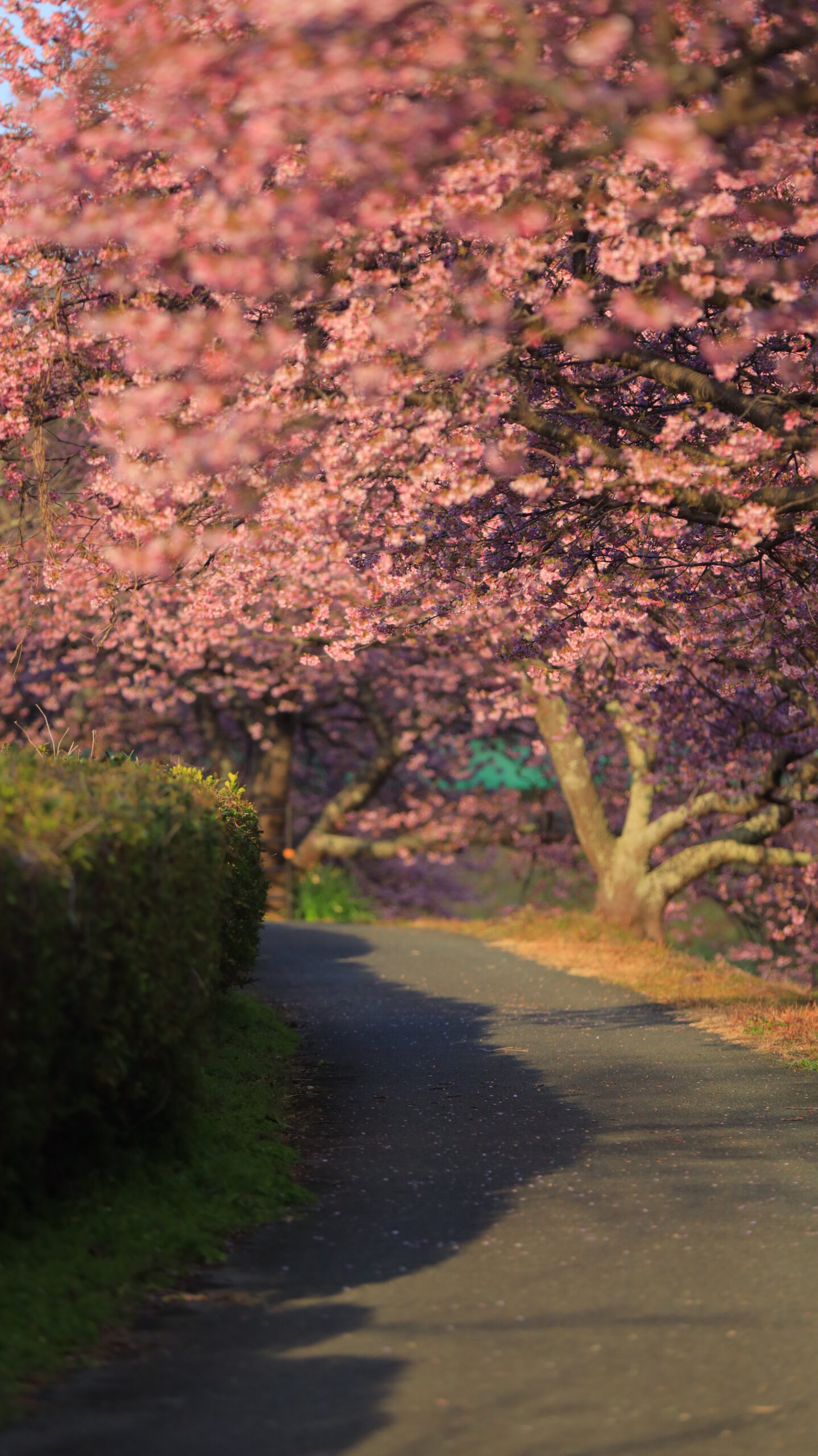 南伊豆町・みなみの桜と菜の花まつりで、土手の小路に続く河津桜並木を奥行き強調で撮影