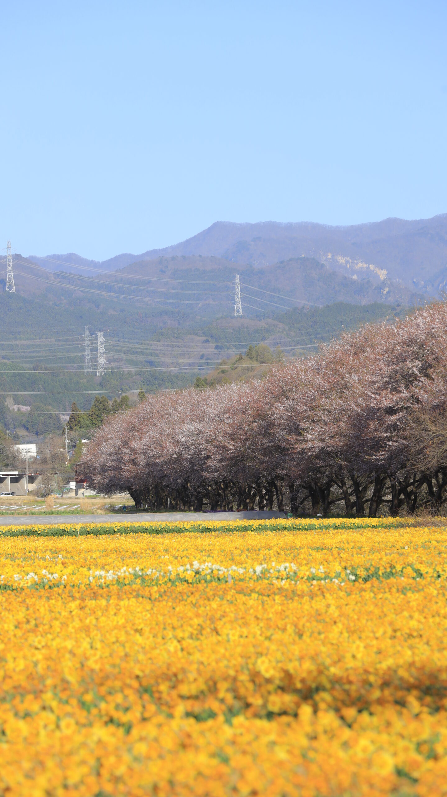岩井親水公園で、水仙畑と桜並木と遠くの山々を順光で捉えた風景