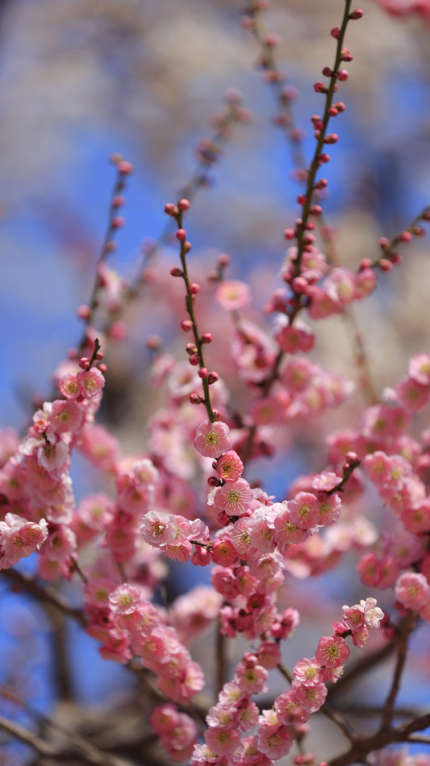 偕楽園で空を背景に見上げる構図で撮影したピンク色の梅の花の景色