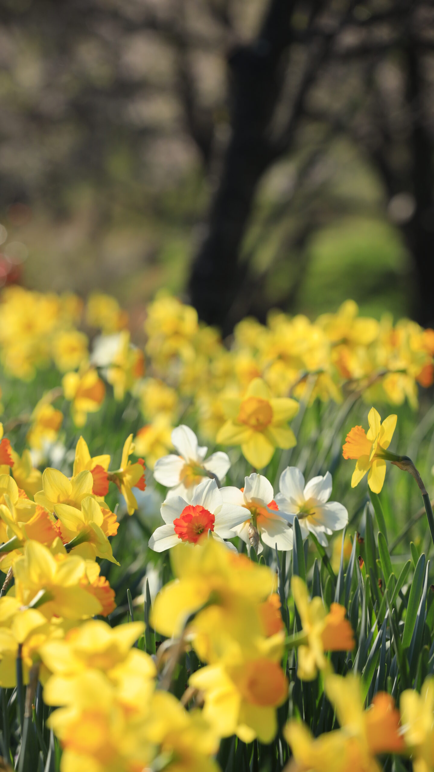 岩井親水公園で、白い水仙一輪に注目した印象的な構図