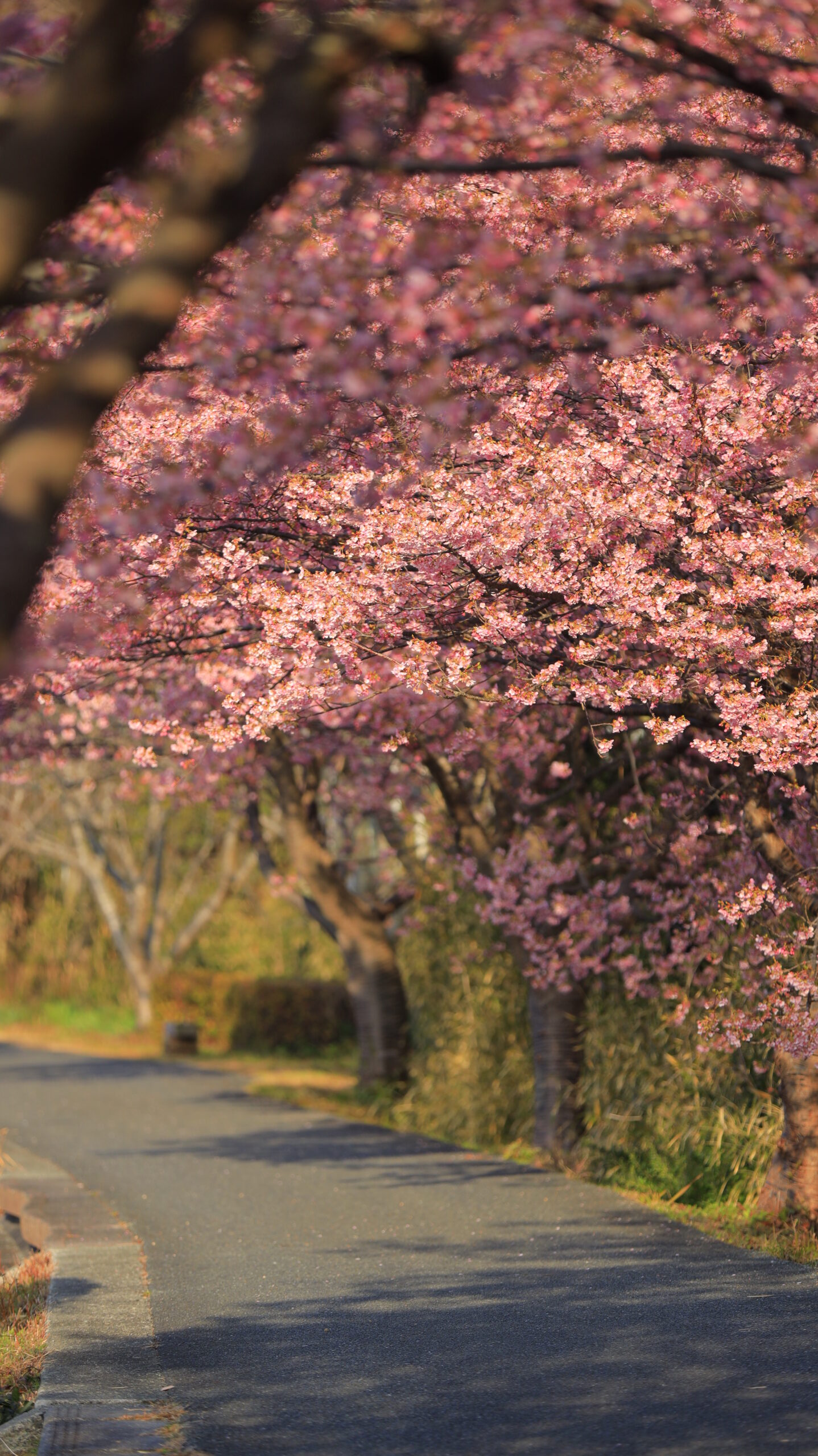 南伊豆町・みなみの桜と菜の花まつりで、土手の側道に続く河津桜並木の曲線を活かした春景色