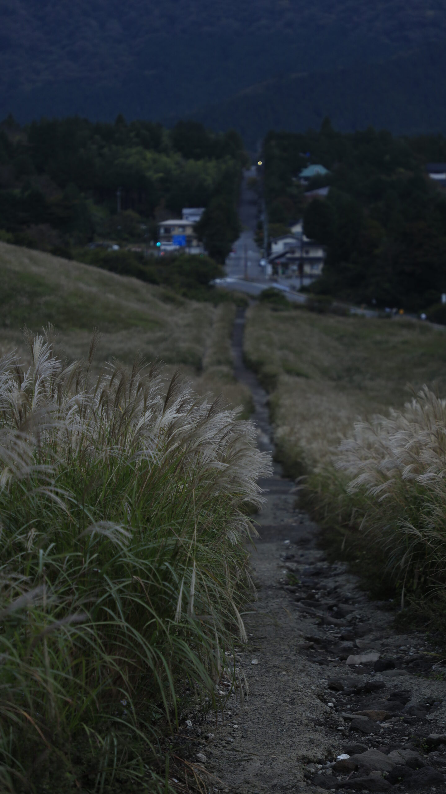 箱根 仙石原 ススキ草原 曇り空に包まれた静かな秋の風景写真