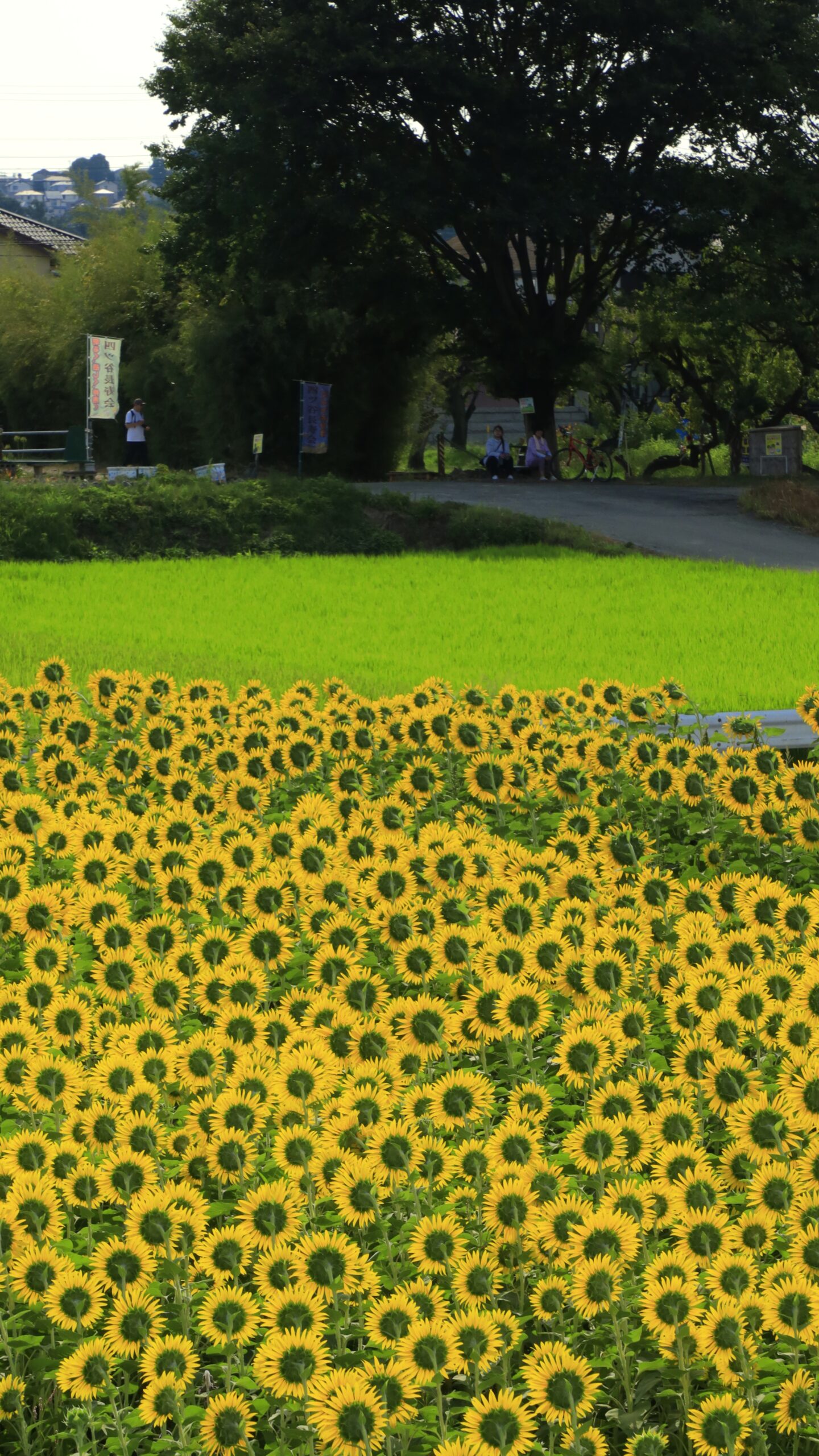 座間ひまわり畑で高台から裏側を撮影し光に透ける花びらが美しい向日葵