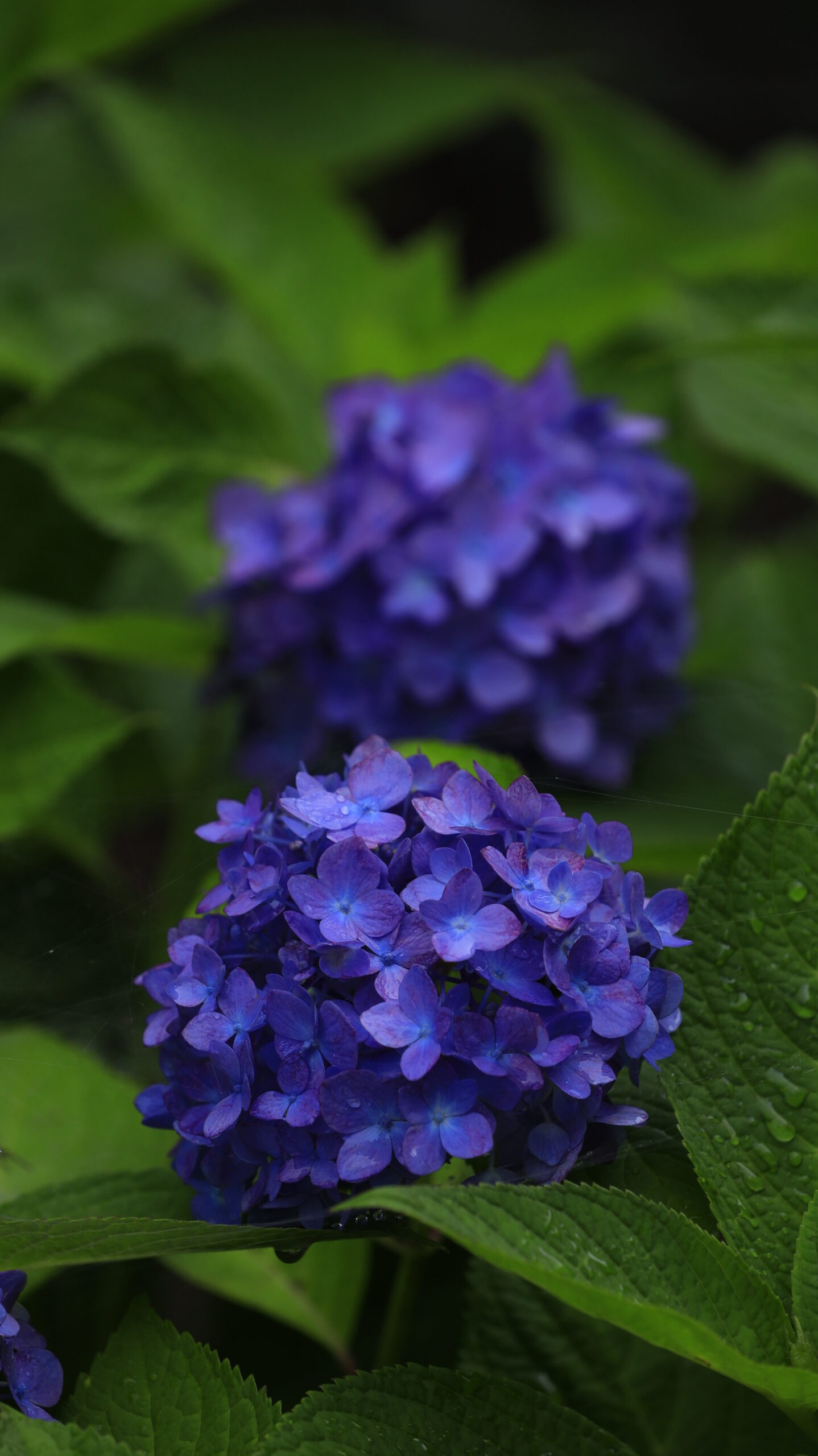 筑波実験植物園で斜め上から撮影した形の綺麗な紫色の紫陽花
