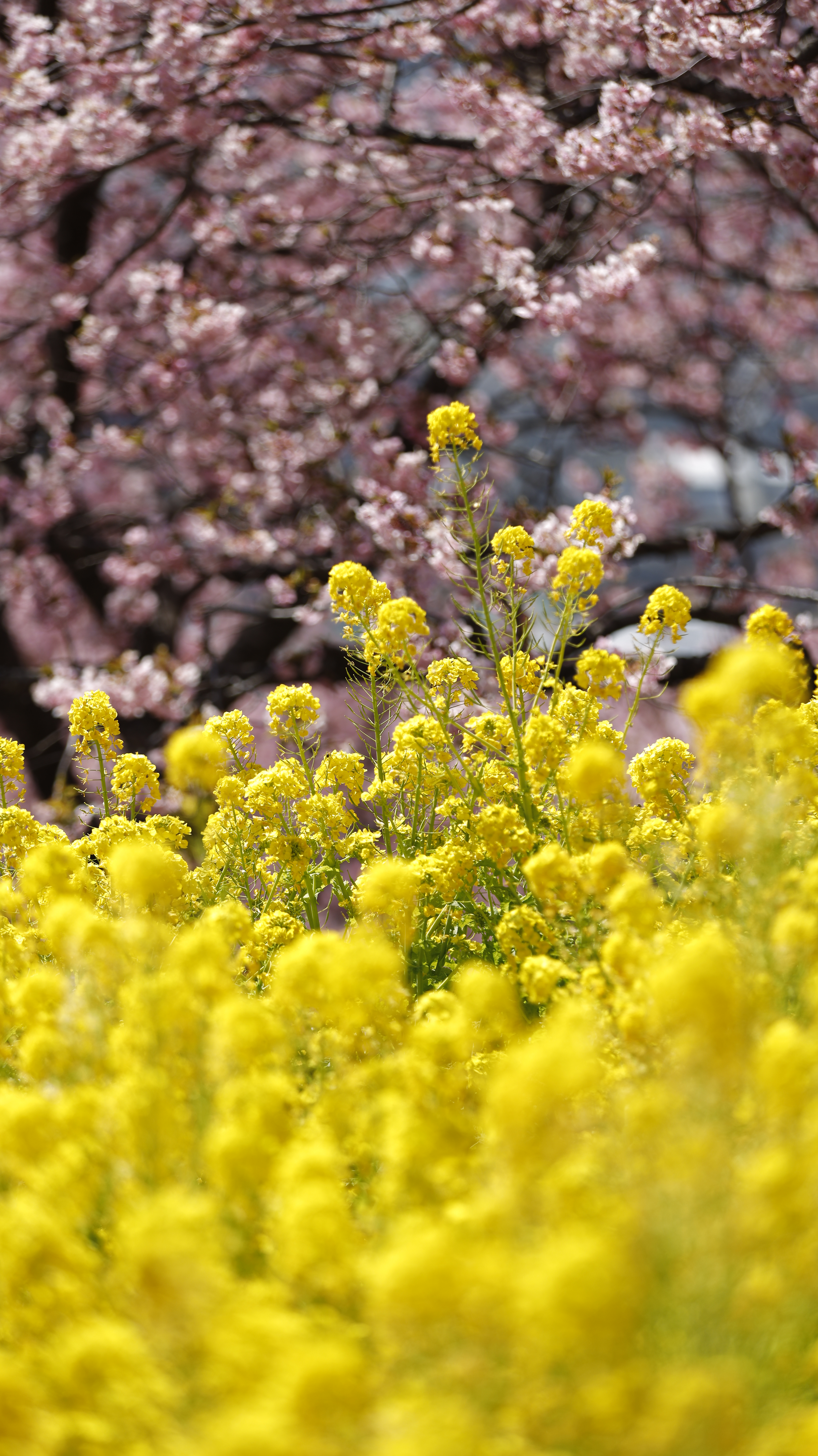 西平畑公園(まつだ桜まつり)にて、「満開の桜と菜の花、中央の菜の花にピント」と感じた写真です。