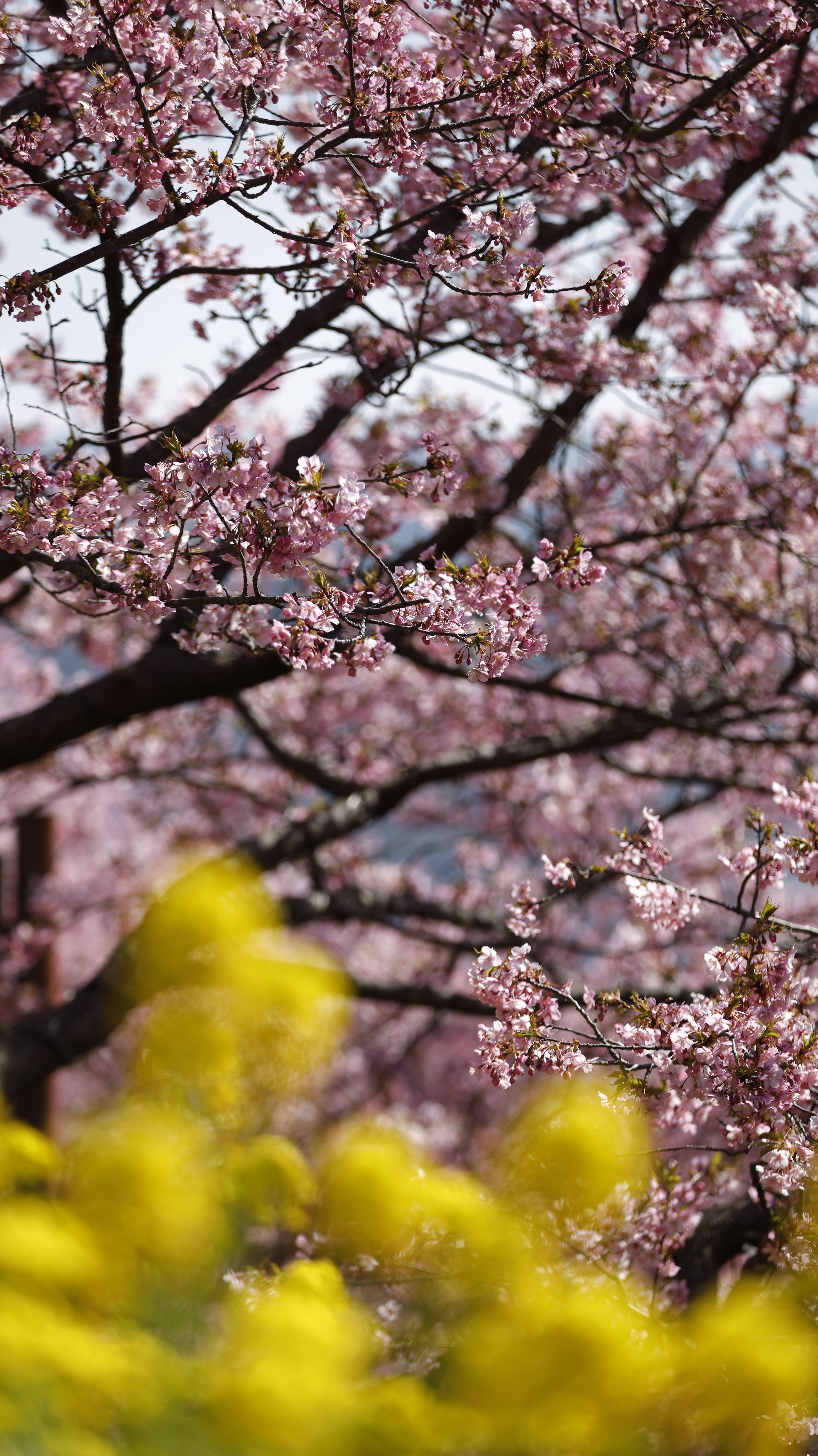 西平畑公園(まつだ桜まつり)にて、「奥の桜をぼかして、菜の花とのコントラスト」と感じた写真です。