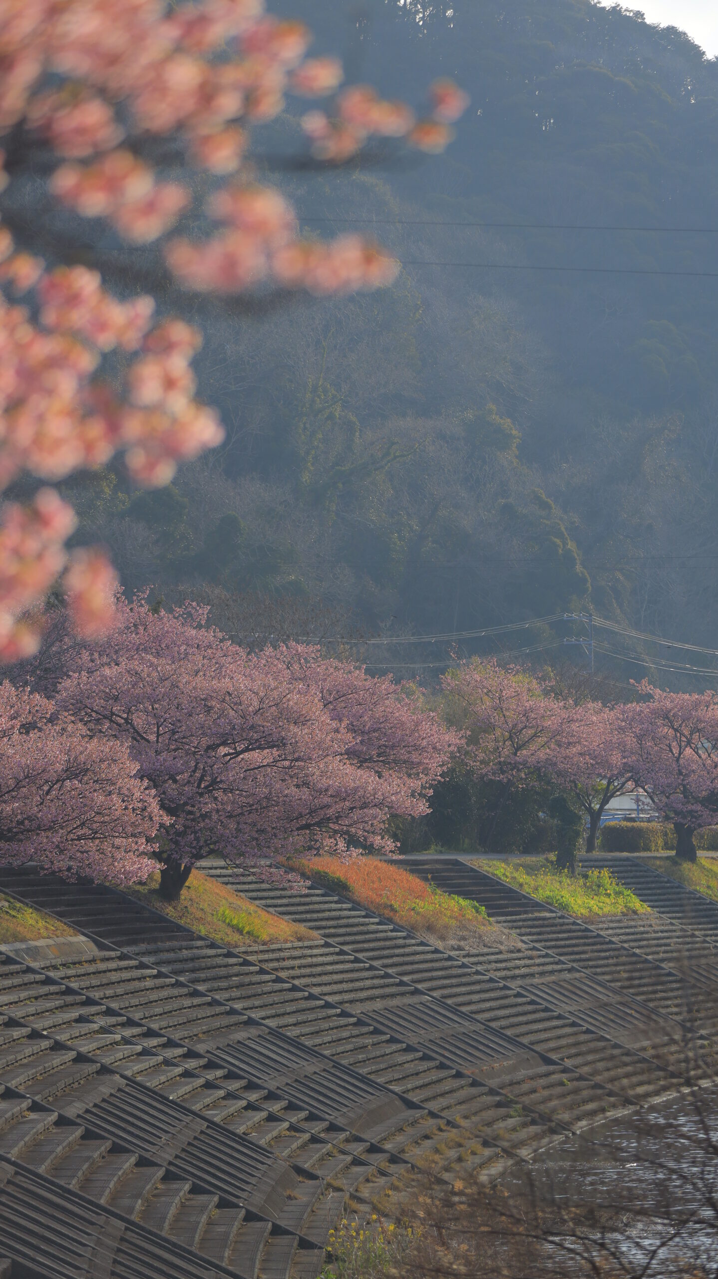 南伊豆町・みなみの桜と菜の花まつりで、手前の河津桜をぼかし奥の桜へ抜ける奥行き表現