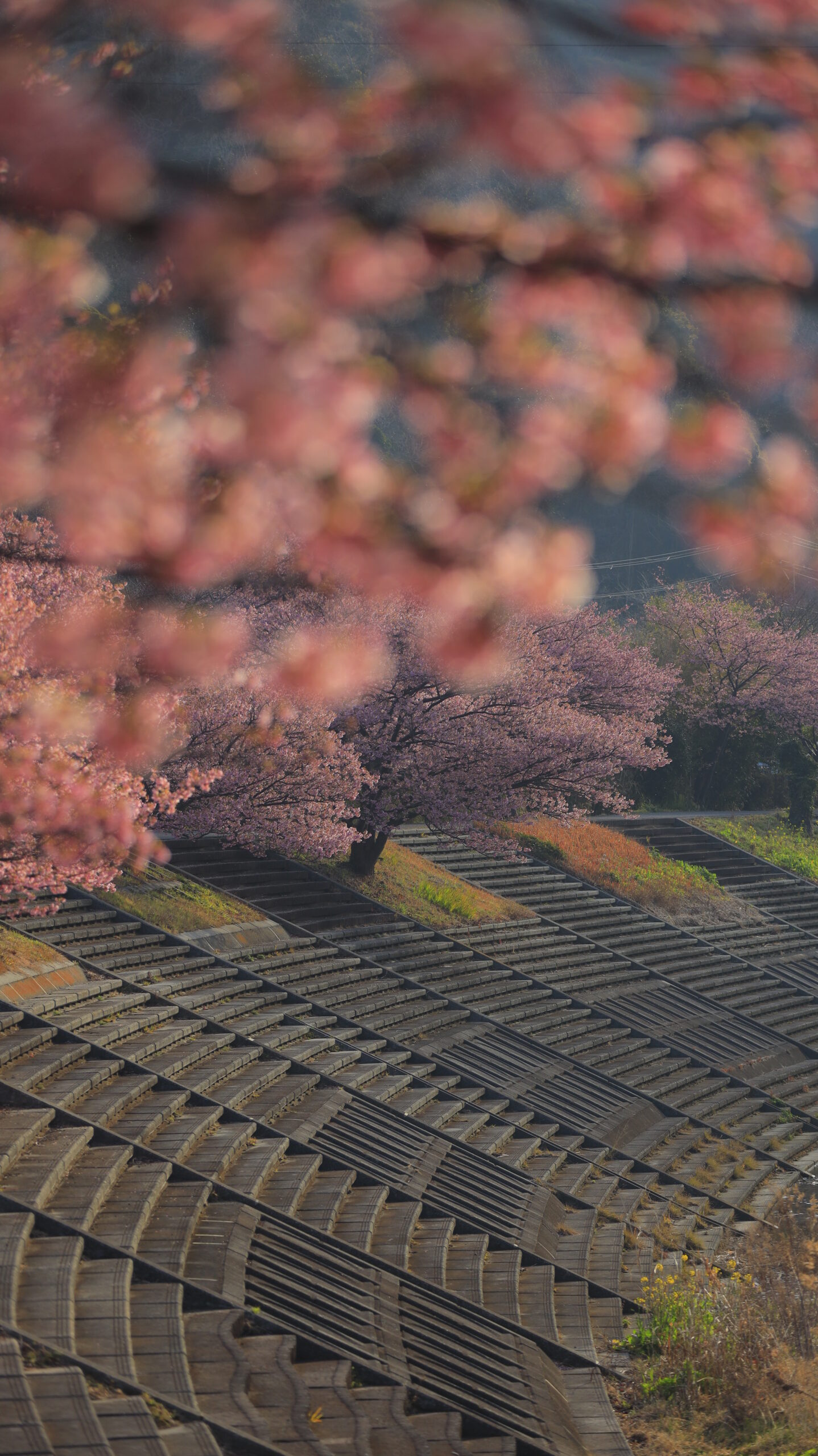 南伊豆町・みなみの桜と菜の花まつりで、河津桜の下から覗く構図で土手の曲線美と奥の桜を表現