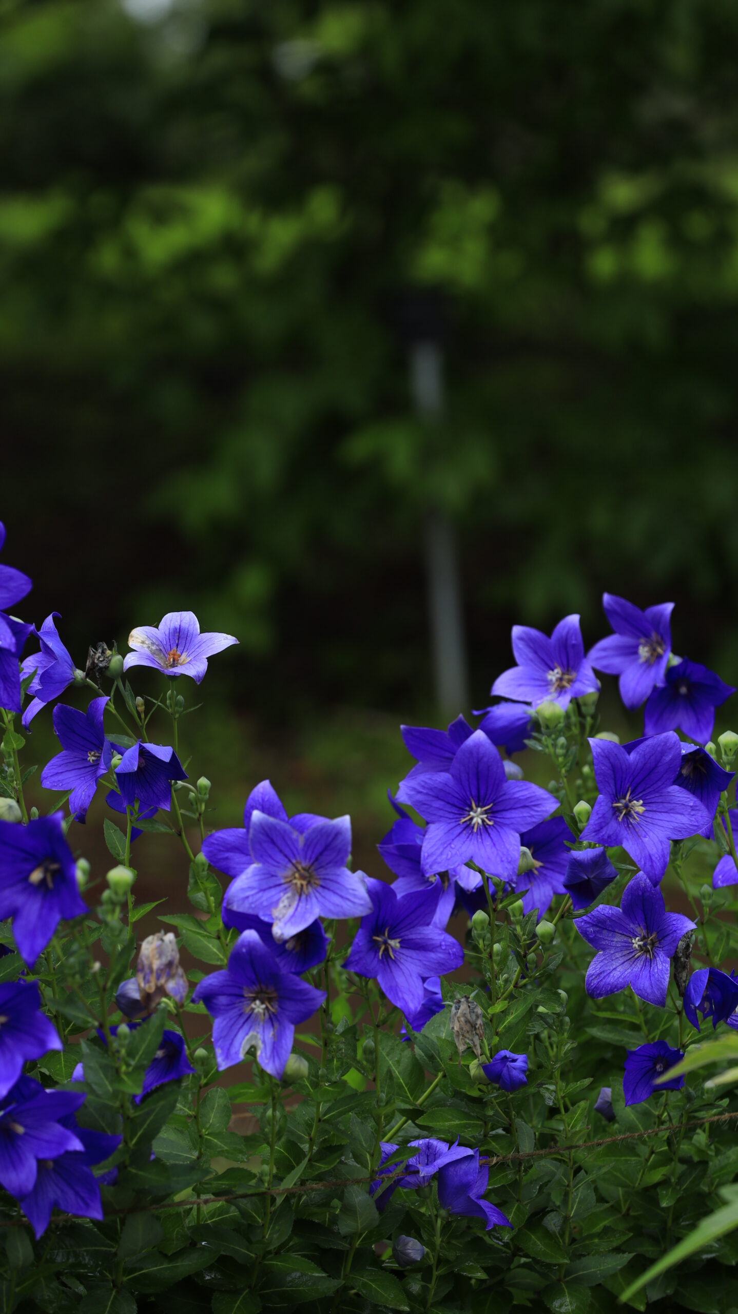 筑波実験植物園でこちらを向く形の綺麗なキキョウを撮影した写真