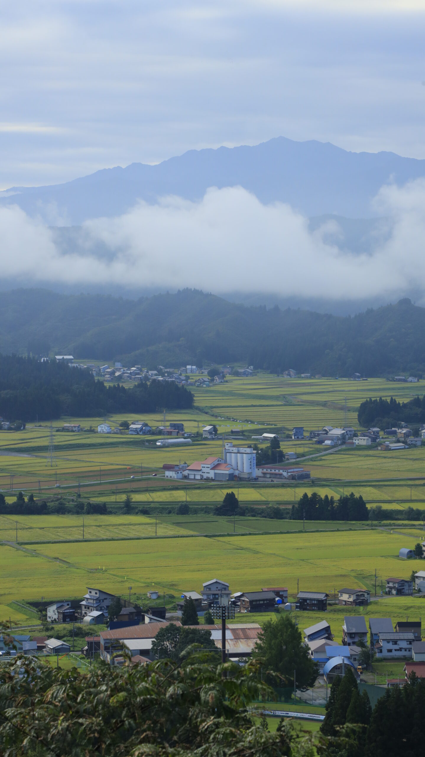 上原コスモス園付近の高台から見下ろす田んぼの風景