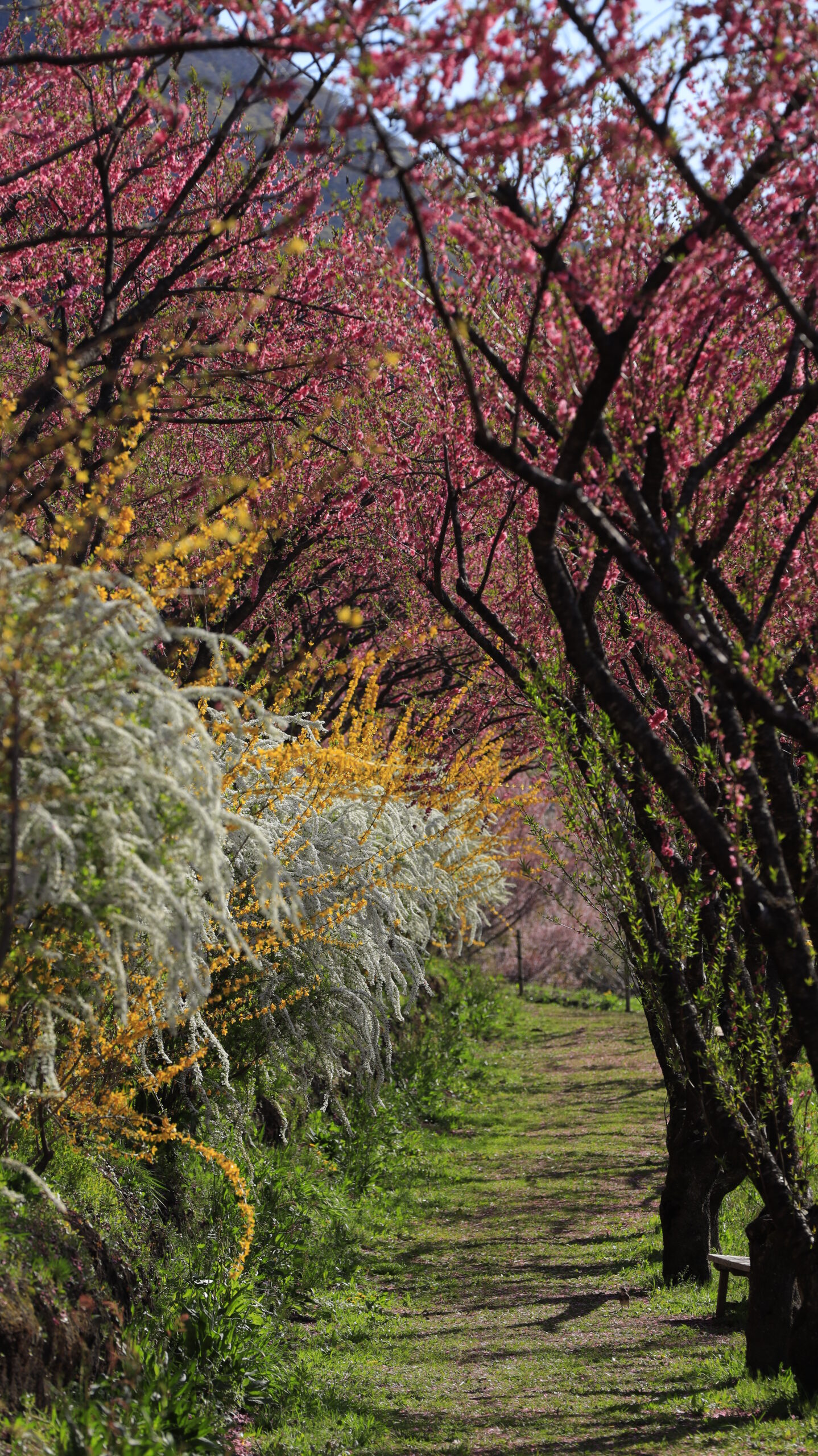 花桃の丘で、桃の花のトンネルとユキヤナギが織りなす春らしい景色
